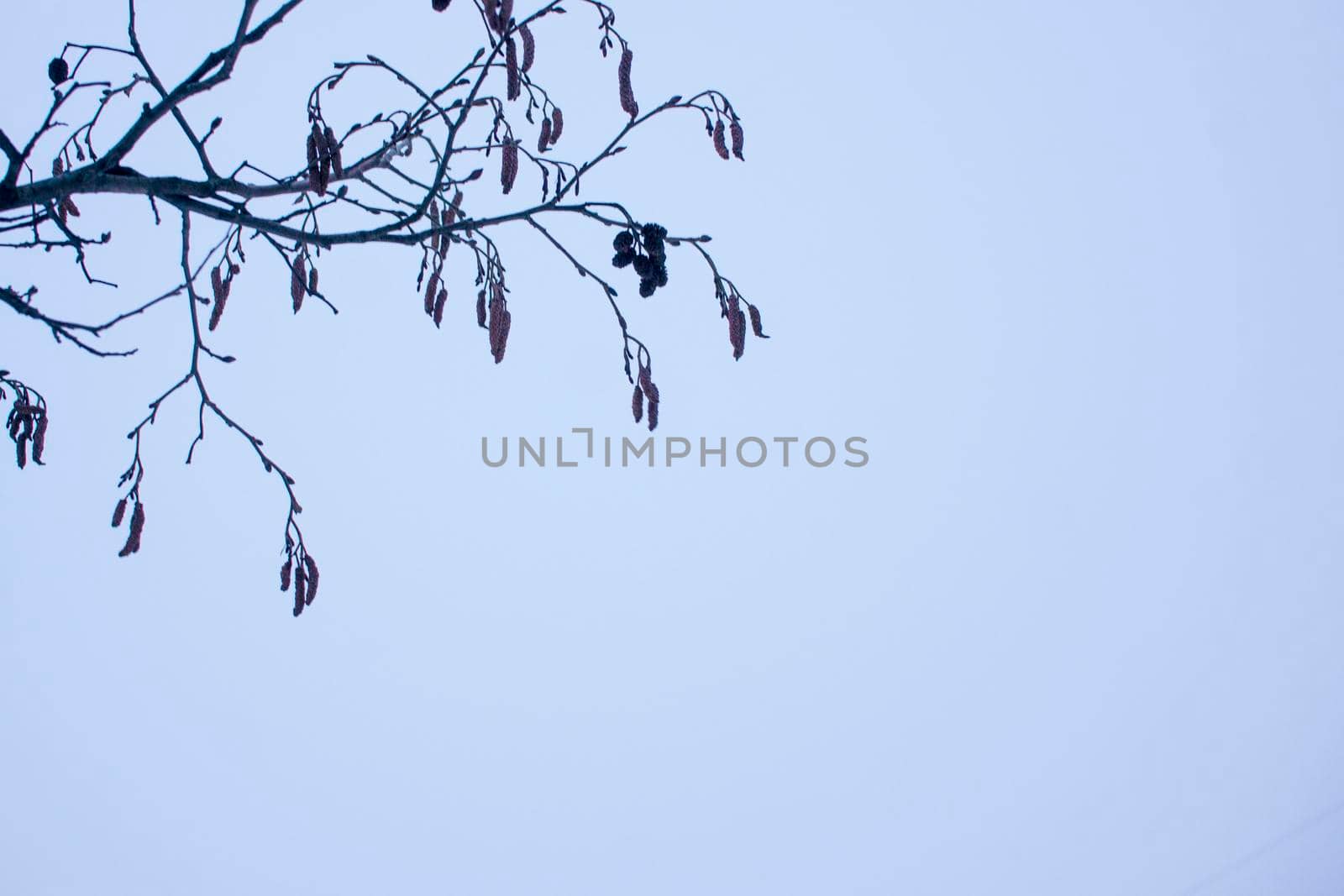 background thin delicate openwork alder twigs on the lilac sky early spring