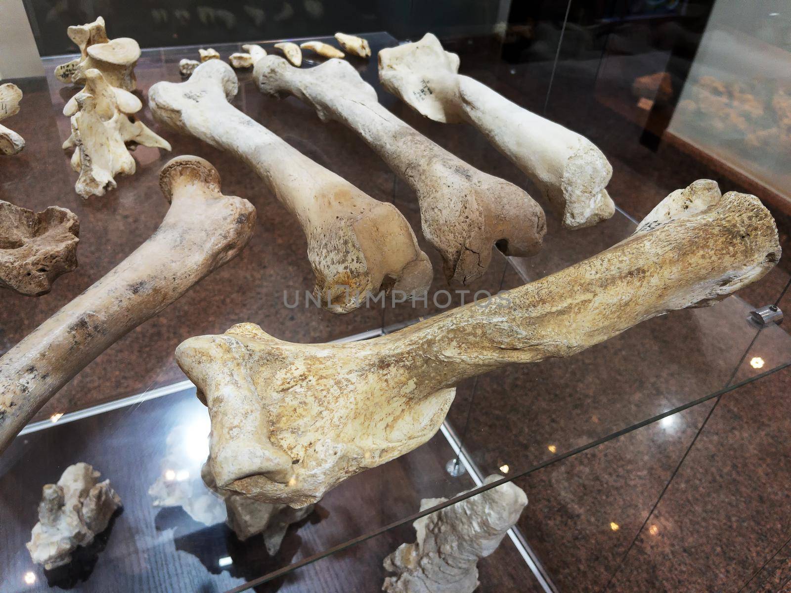 Bones and remains of ancient animals in the museum on a glass shelf by AlexGrec