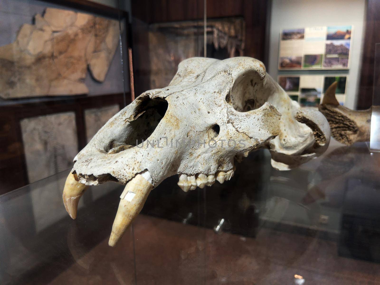 The skull of an ancient predatory animal in the museum on a glass shelf. Historical remains