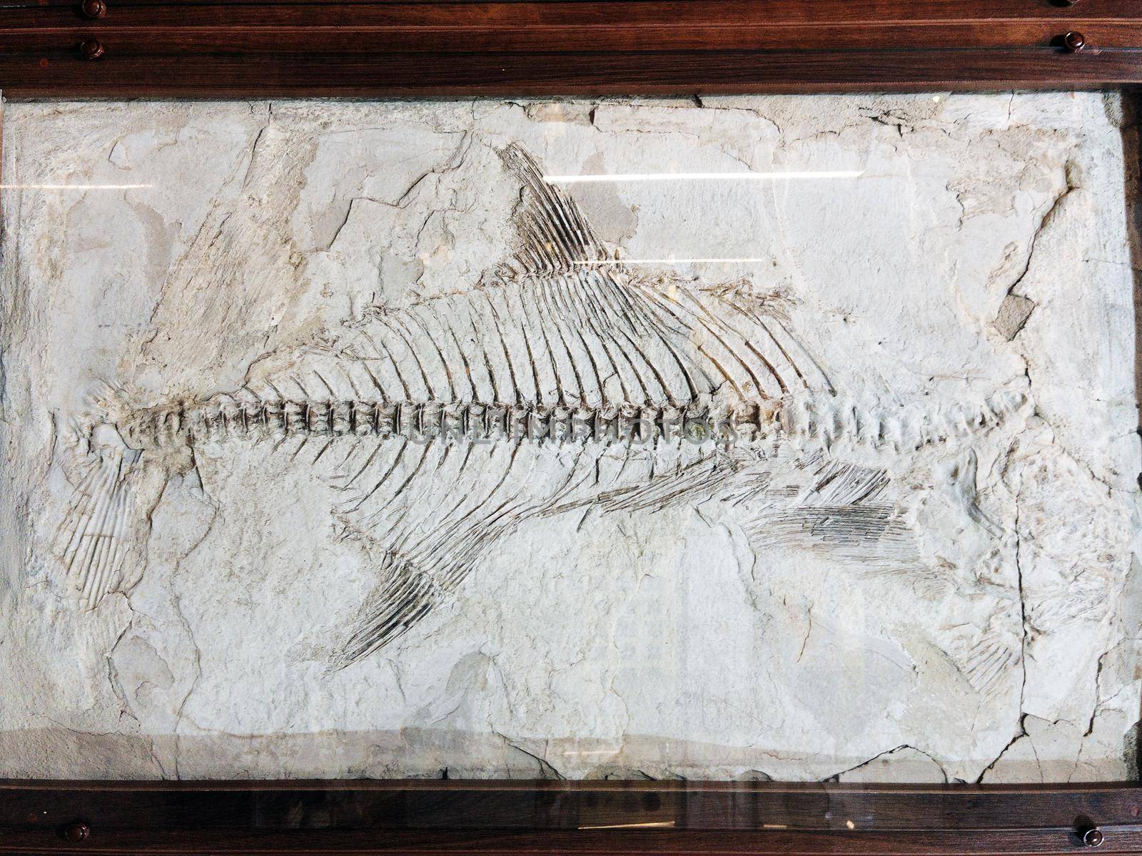 Skeleton fossil of prehistoric fish in museum by AlexGrec