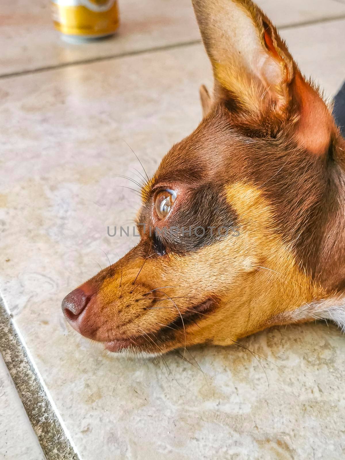 Portrait of a Mexican brown russian toy terrier dog while he is tired and sleeps in Playa del Carmen Mexico.