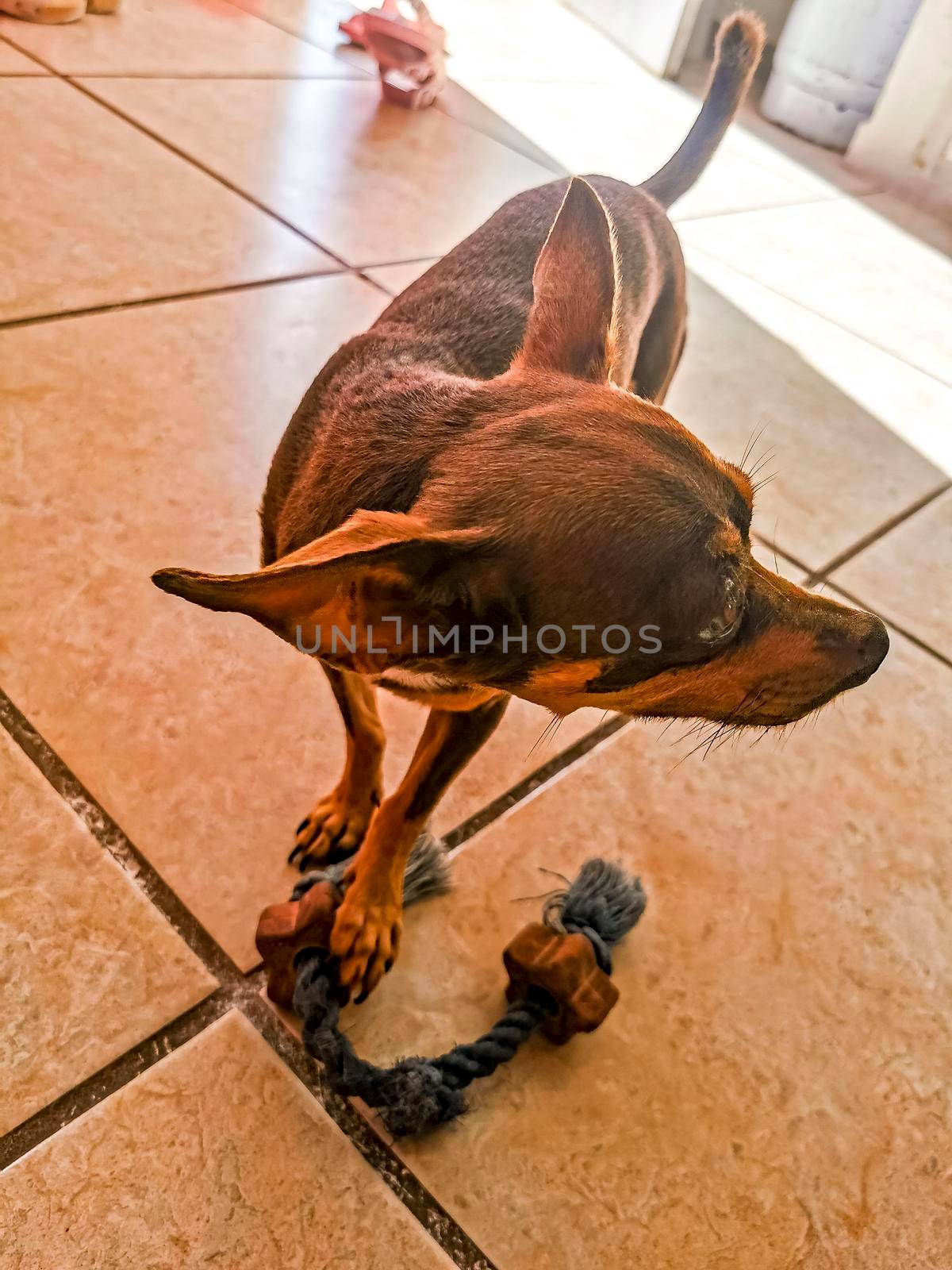 Russian toy terrier dog portrait looking playful and cute Mexico. by Arkadij