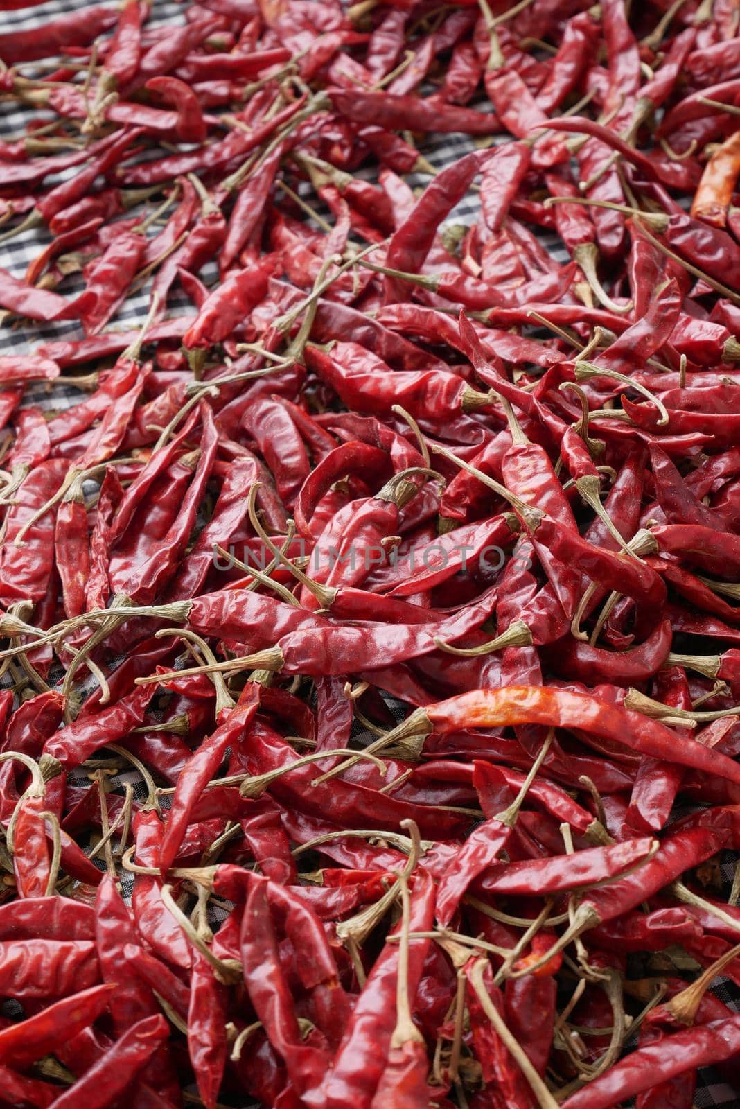 red chili pepper white background ..