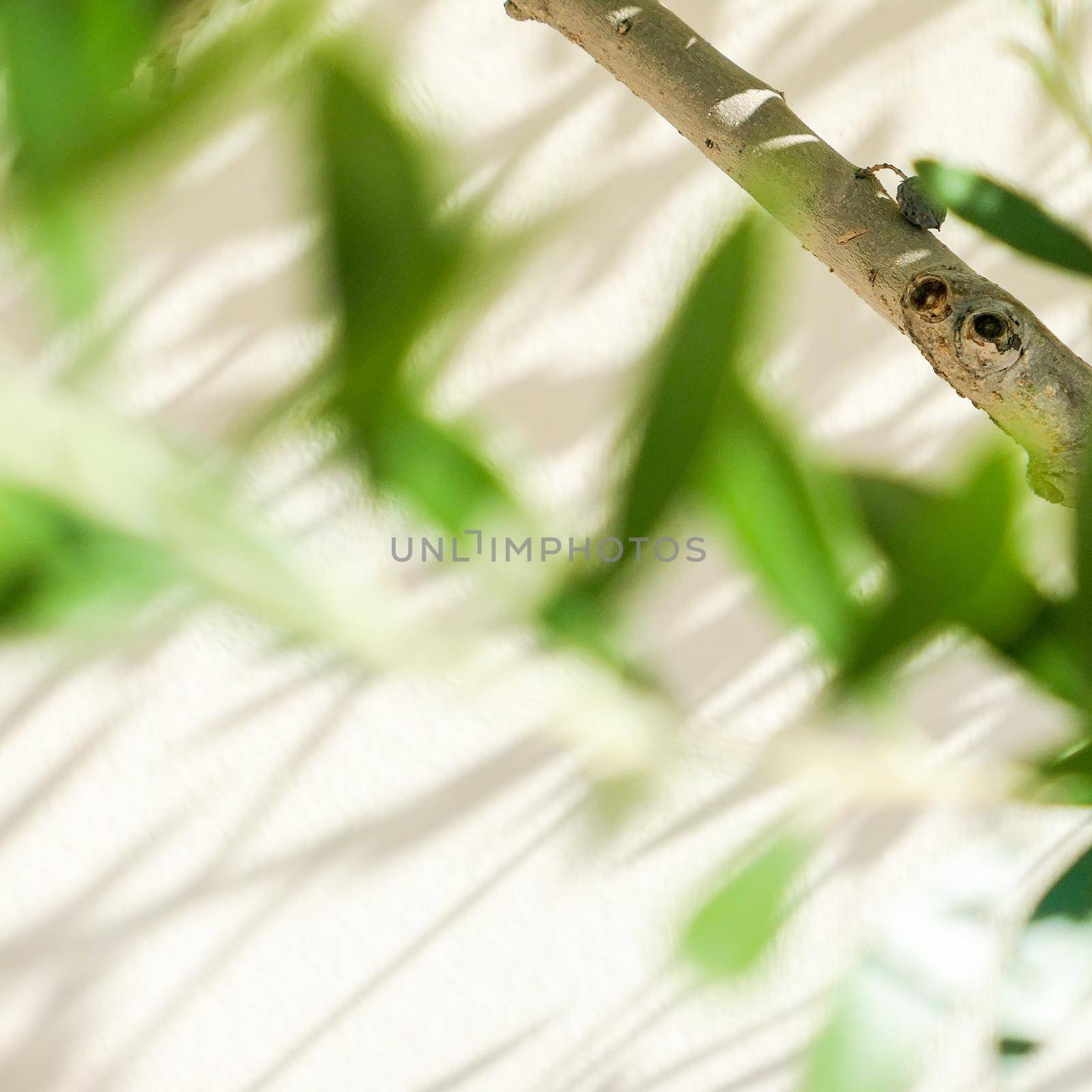 Olive tree and sunshine - gardening, nature background and environmental concept. The beauty of a green garden