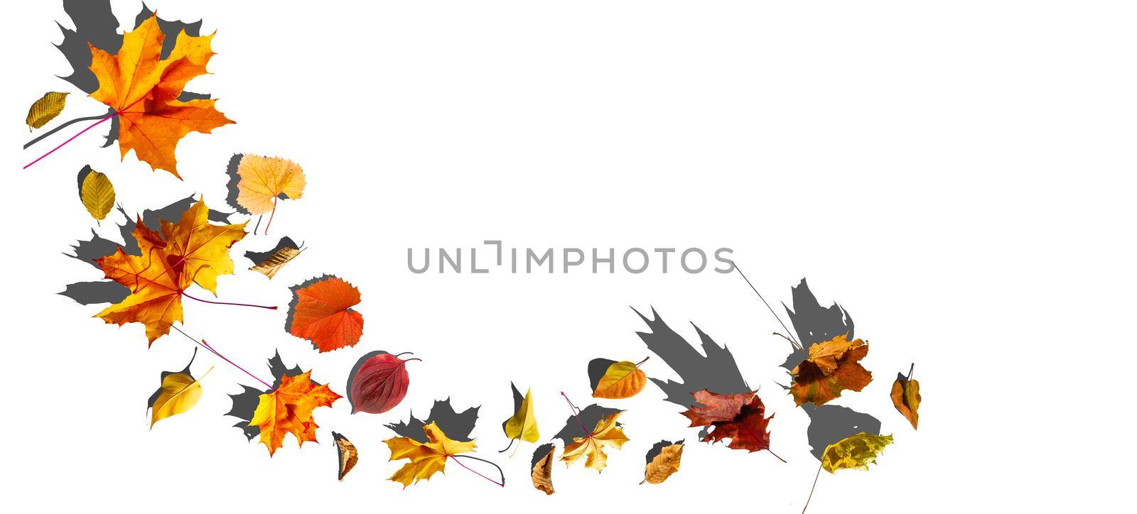 Autumn composition. Frame made of autumn maple leaves on white background. Flat lay, top view, copy space. High quality photo