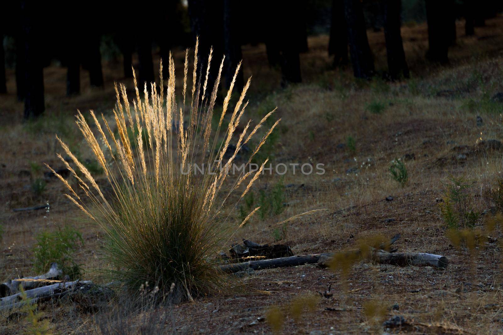 plant of the poaceae family illuminated by the sun at dawn with a dark pine forest in the background