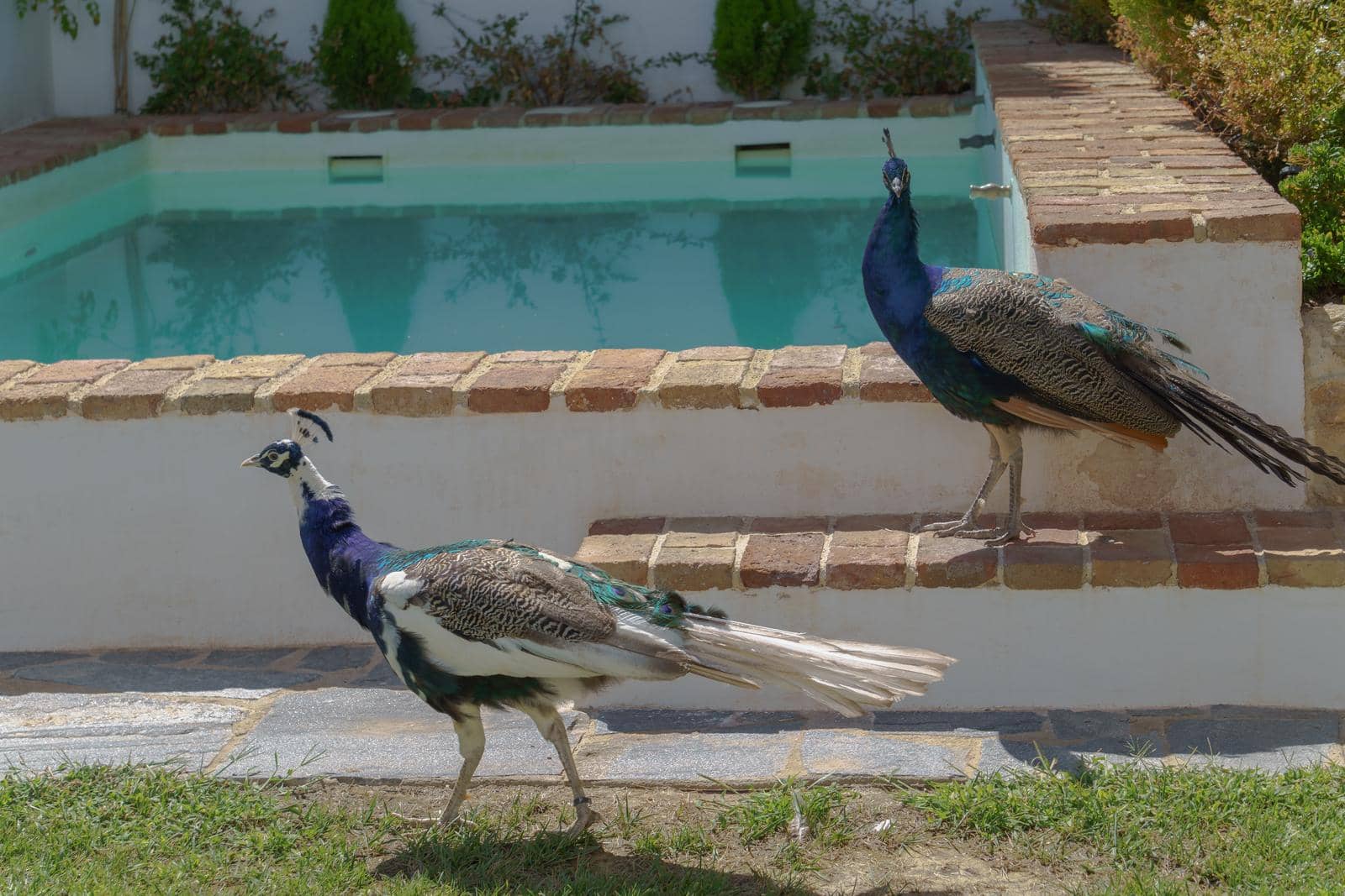 male peacocks strolling in the garden with the pool in the background