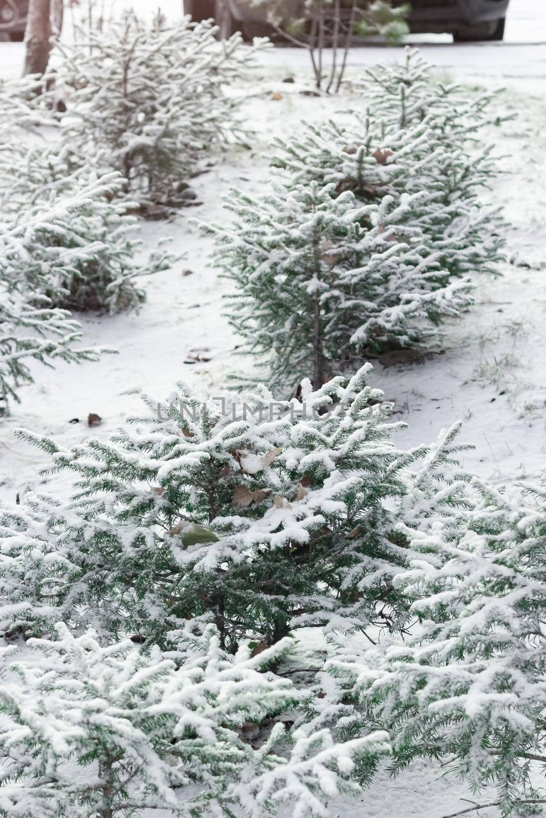 Fir group of little cute Christmas trees with first snow, young spruces in a row under snowy flakes, winter onset season, vertical image