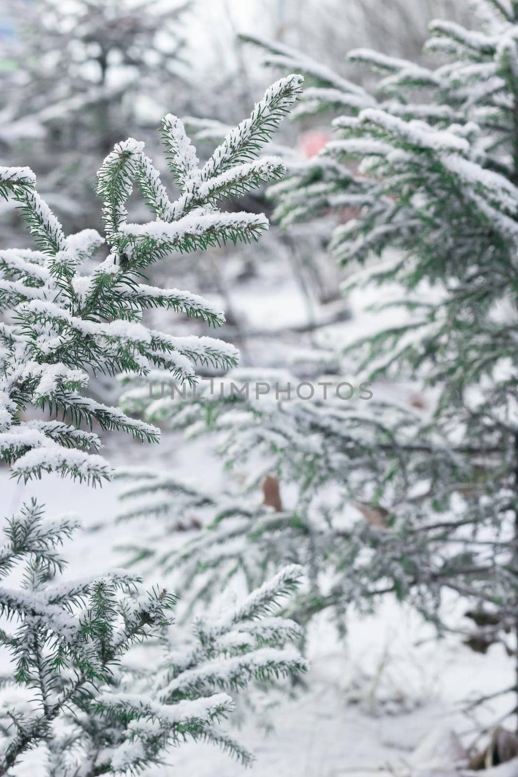 Fir branches of little cute Christmas trees with first snow, winter onset landscape, close up needles under snowy flakes, natural wintry scenic background, vertical image