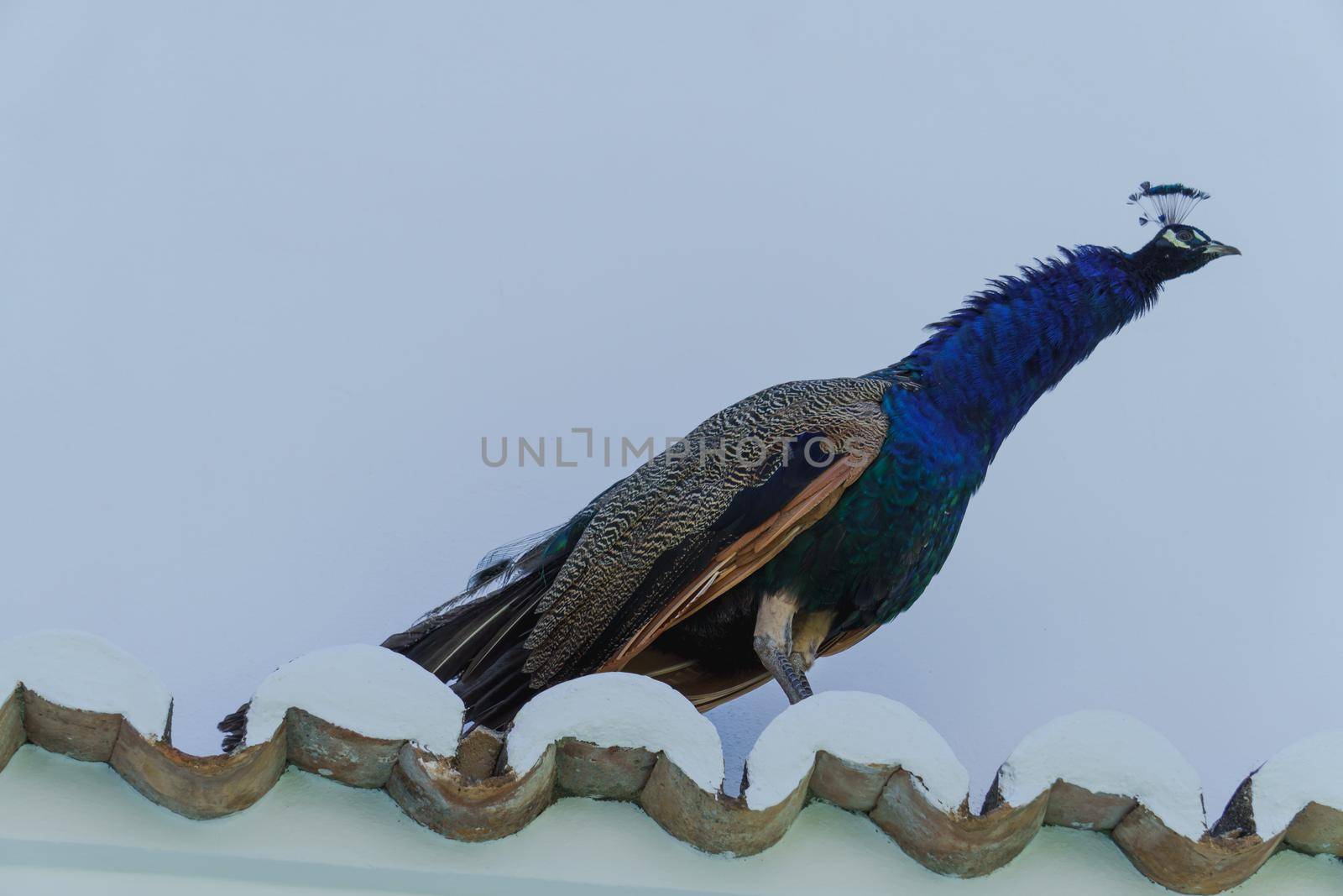 blue peacock perched on a rooftop by joseantona