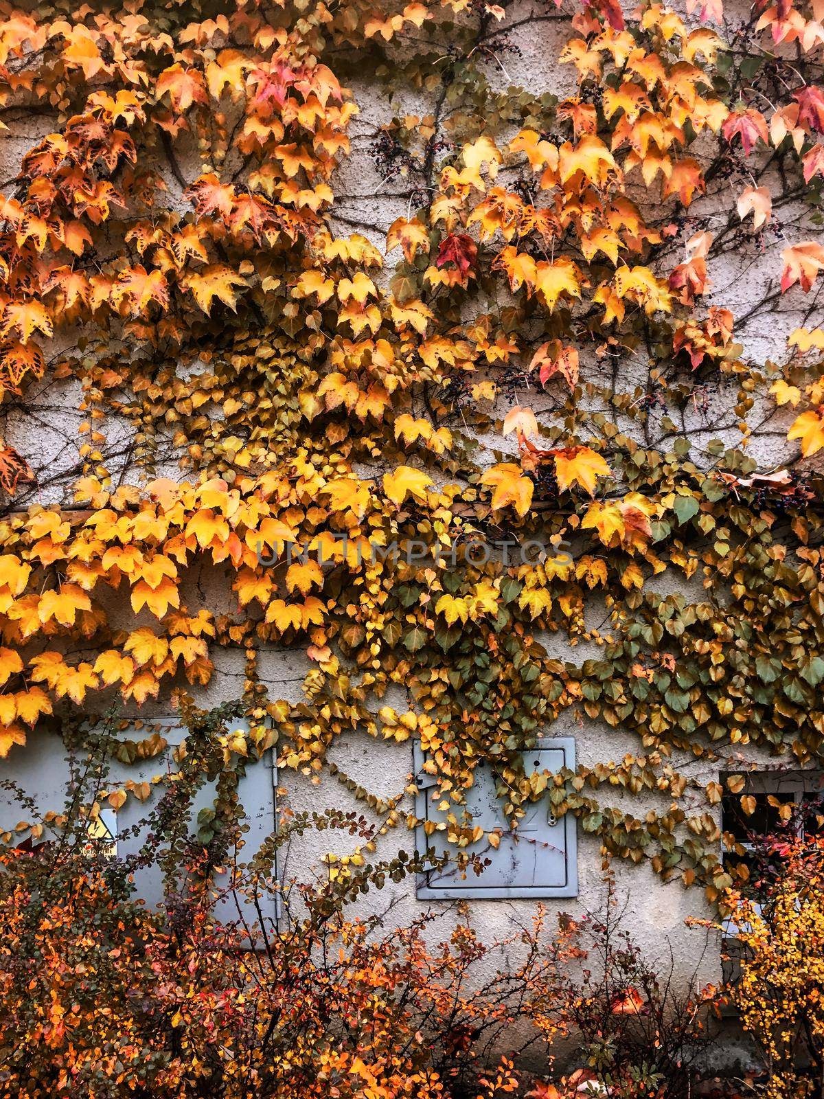 Autumn leaves and trees, nature background by Anneleven