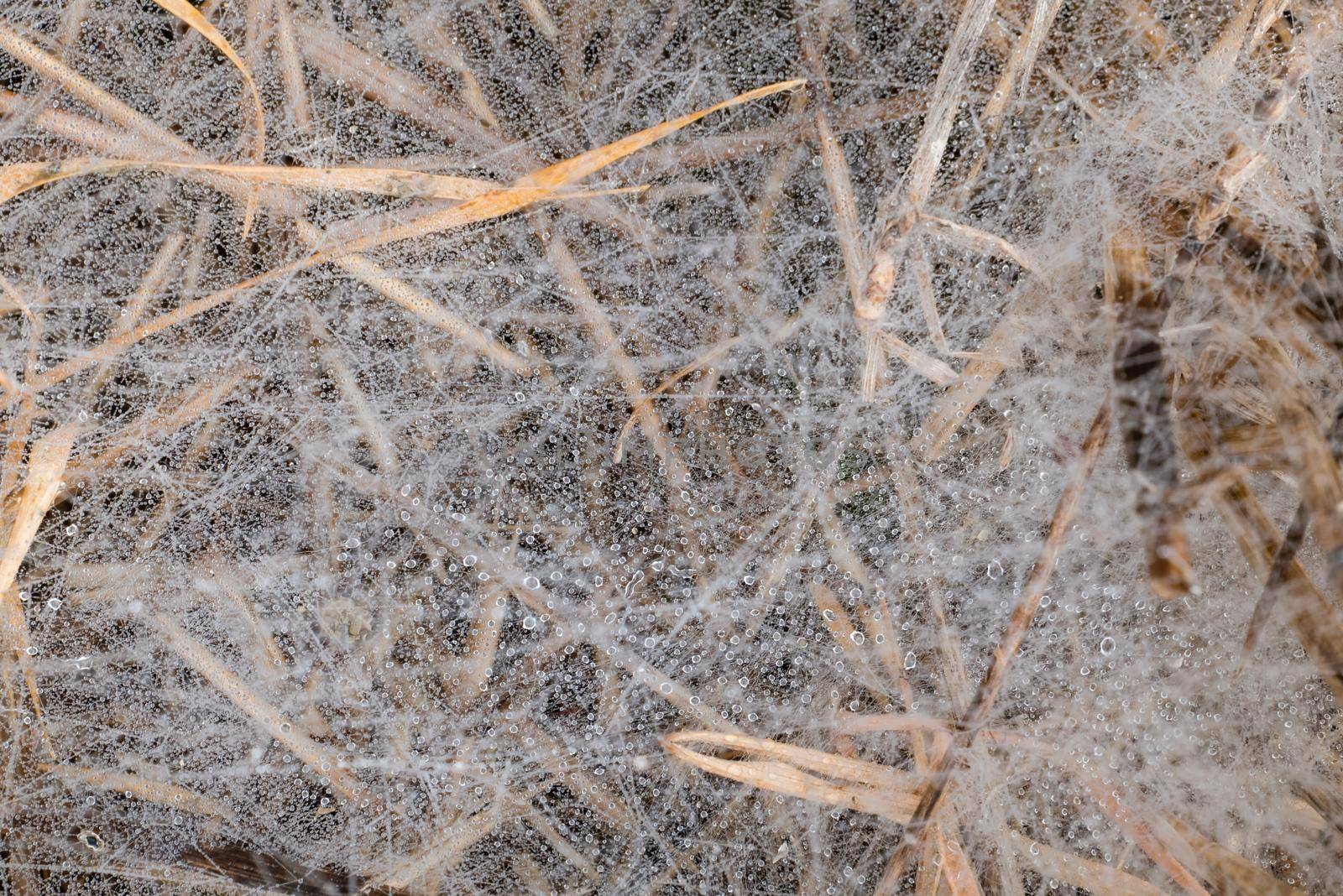 Morning Dew on the spider web. Closeup image, spider web on brown grass 