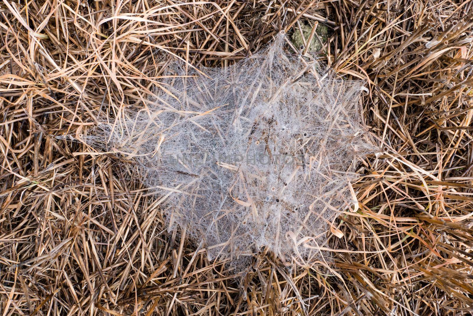 Morning Dew on the spider web. Closeup image, spider web on brown grass 