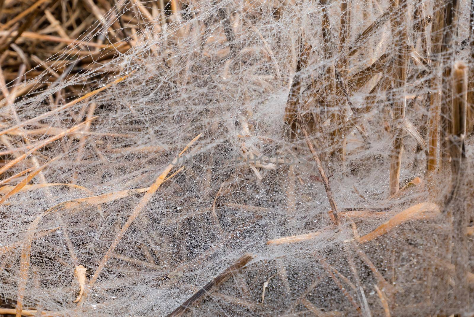 Morning Dew on the spider web. Closeup image, spider web on brown grass 