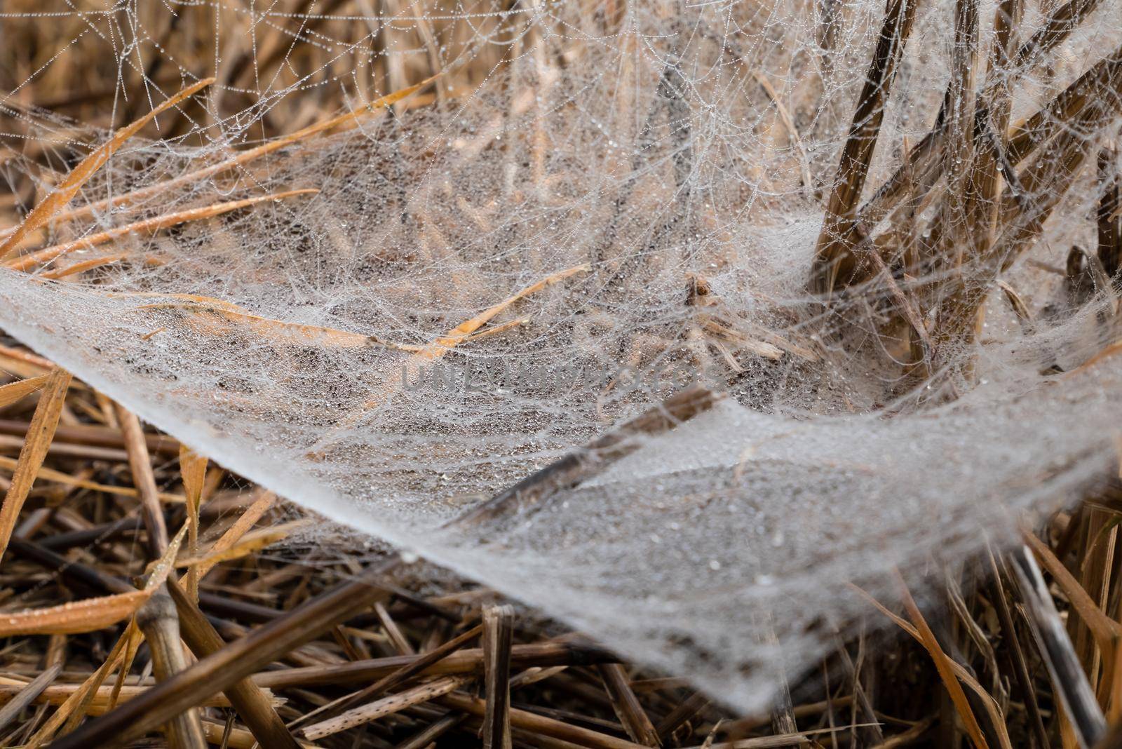 Morning Dew on the spider web. Closeup image, spider web on brown grass 