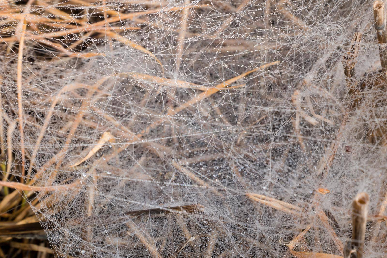 Morning Dew on the spider web. Closeup image, spider web on brown grass 