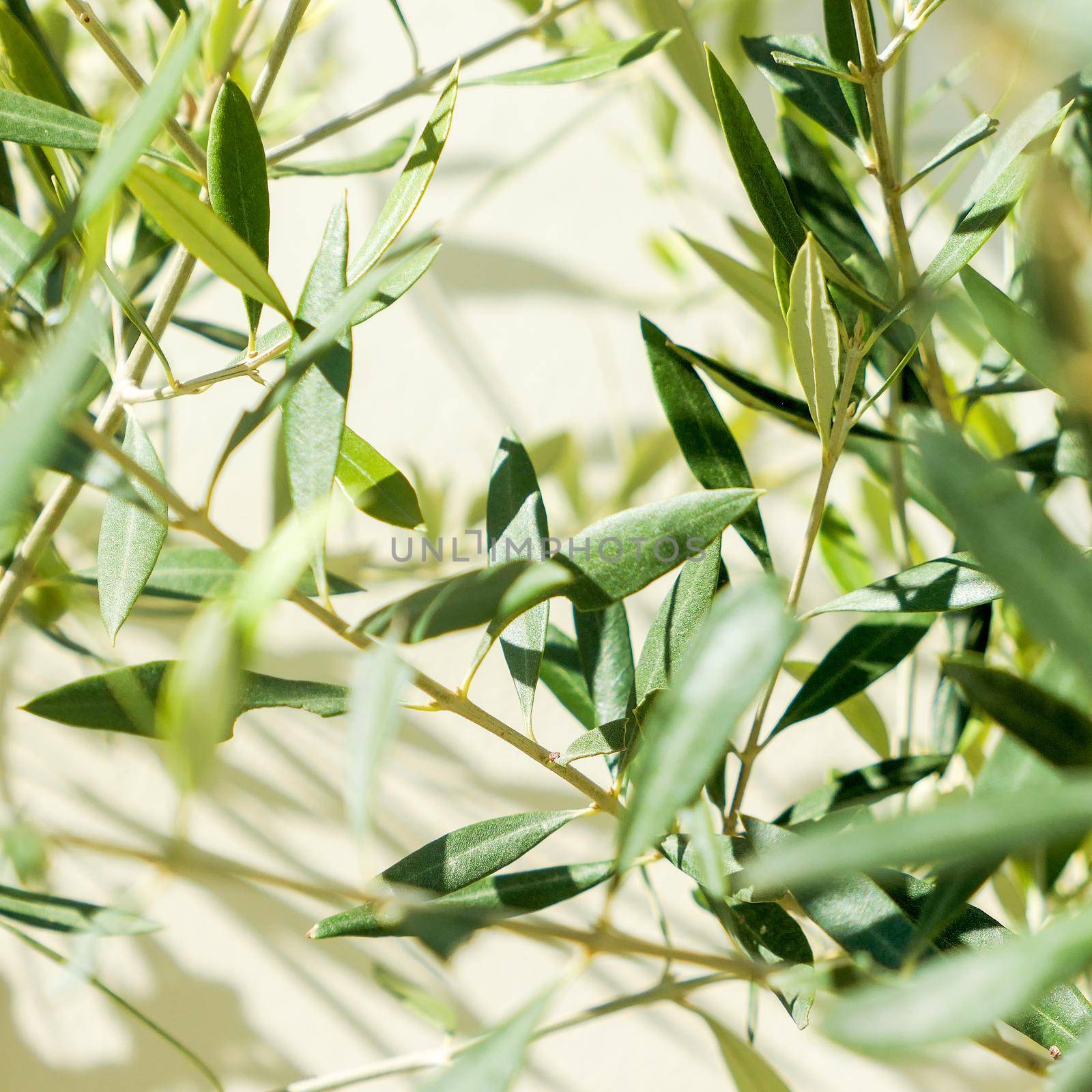 Olive tree and sunshine - gardening, nature background and environmental concept. The beauty of a green garden