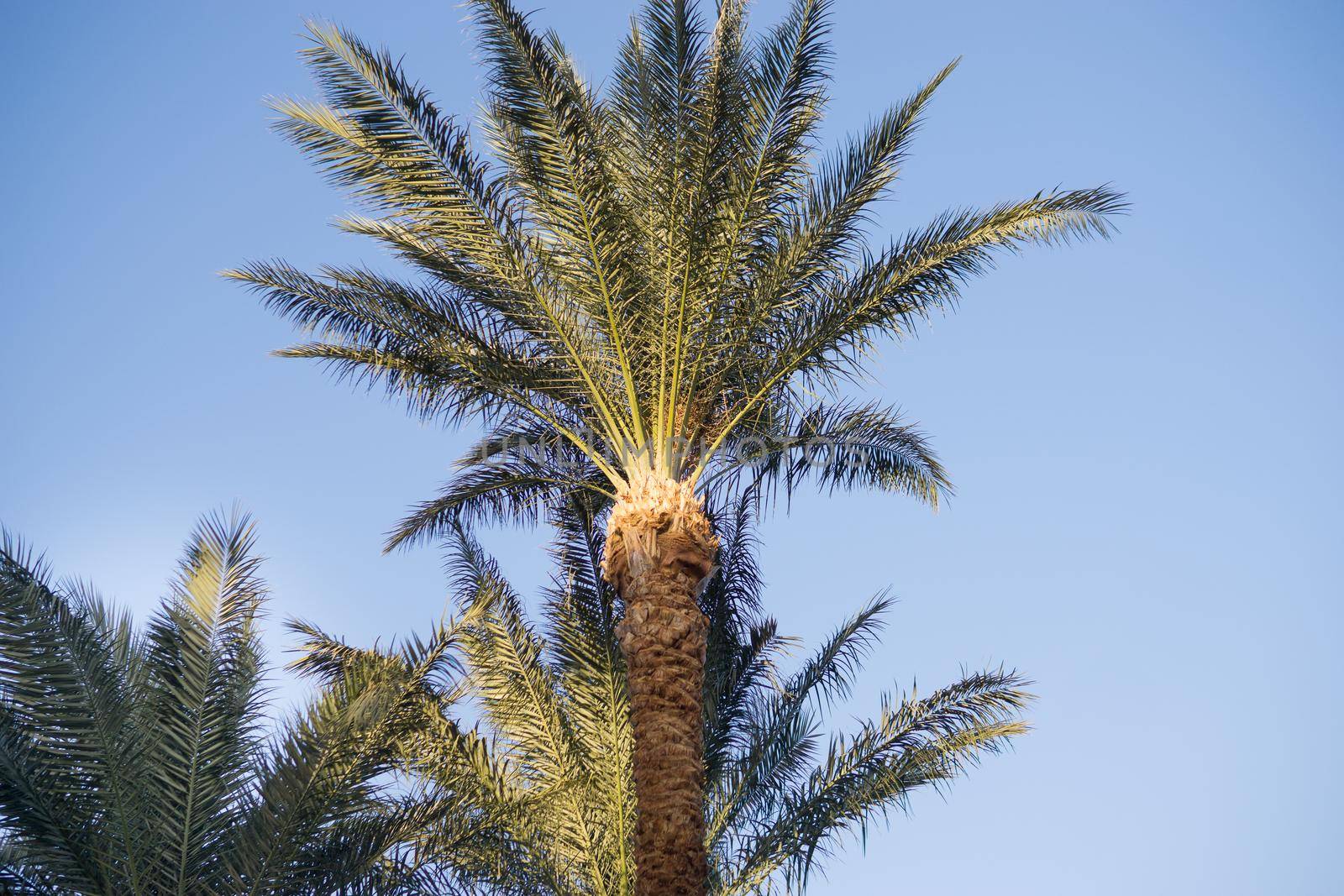 Tall palm trees growing on an exotic tropical island on background of bright blue sky. Natural background