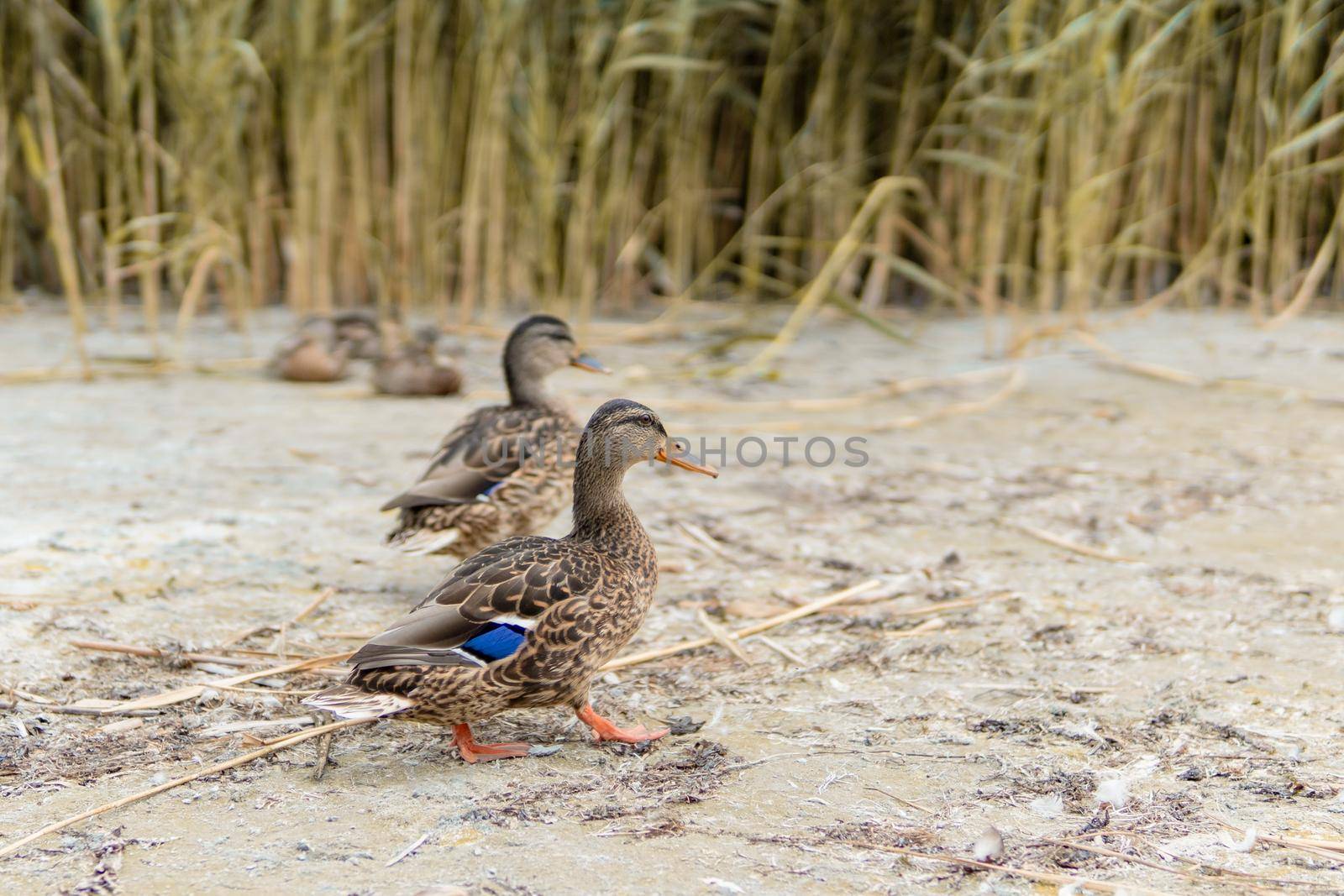Ducks On The Beach 2 - In The Background Reeds. High quality photo