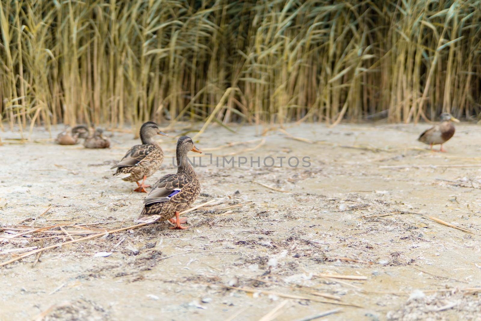Ducks On The Beach 3 - In The Background Reeds. High quality photo