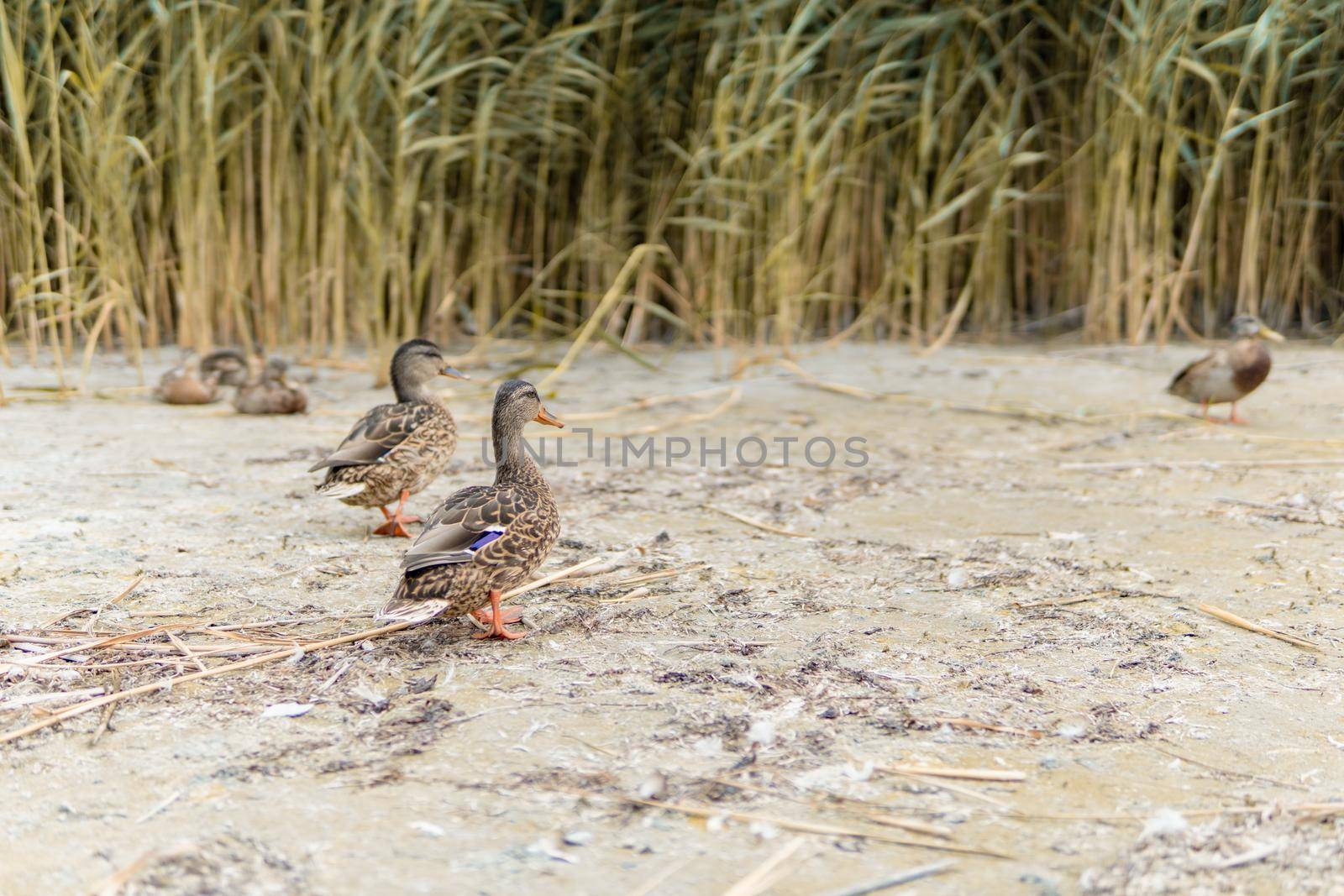 Ducks On The Beach 3 - In The Background Reeds by banate