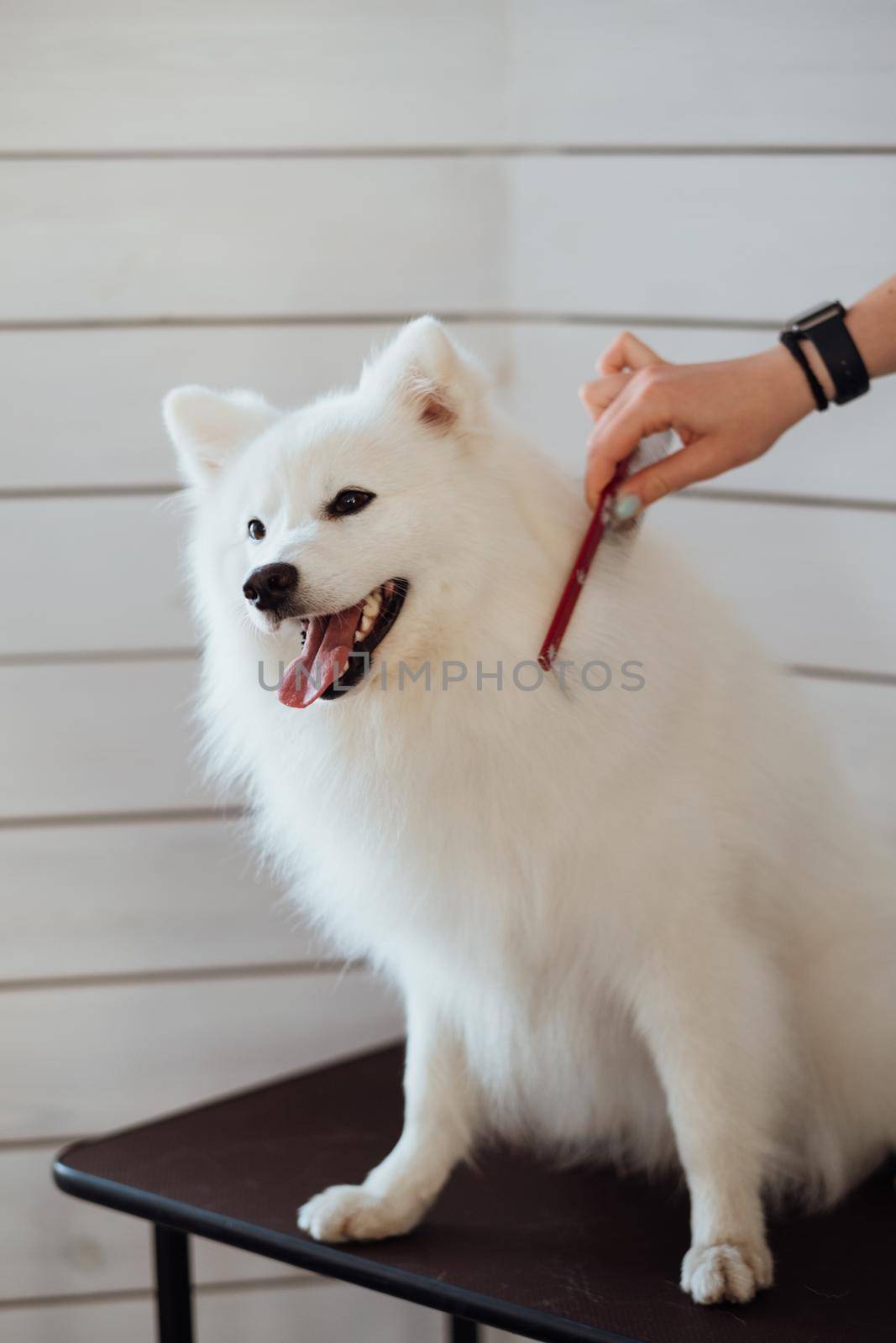 Snow-white dog Japanese Spitz breed is being prepared for exhibition, the process of combing the dog in pet house