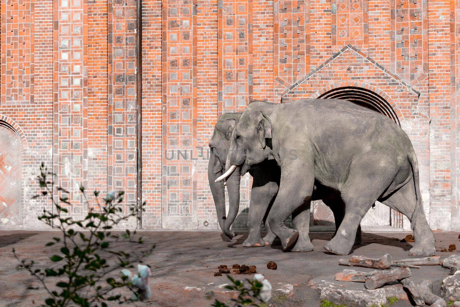 Two Elefant Walking In The Zoo - Wall Backgroud. High quality photo