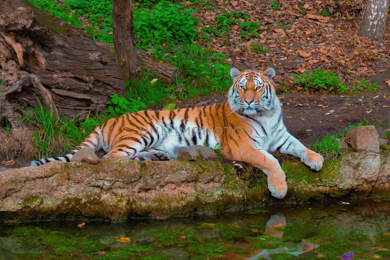 Resting Tiger By The River with beautiful green background. High quality photo