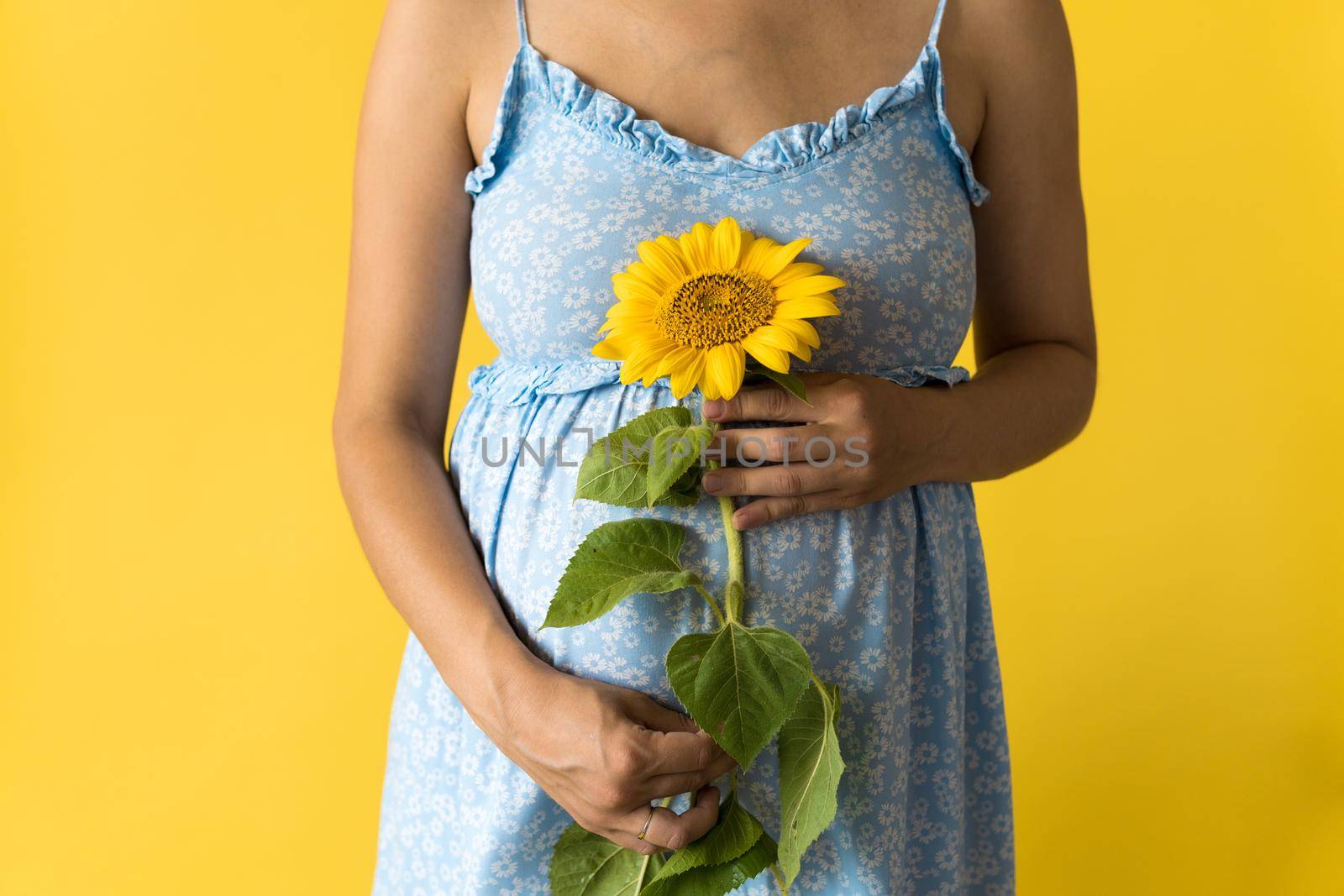 Motherhood, motherhood, femininity, hot summer, nature, people - croped portrait pregnant unrecognizable woman in floral blue dress hold big fresh live sunflower flower near belly on yellow background.