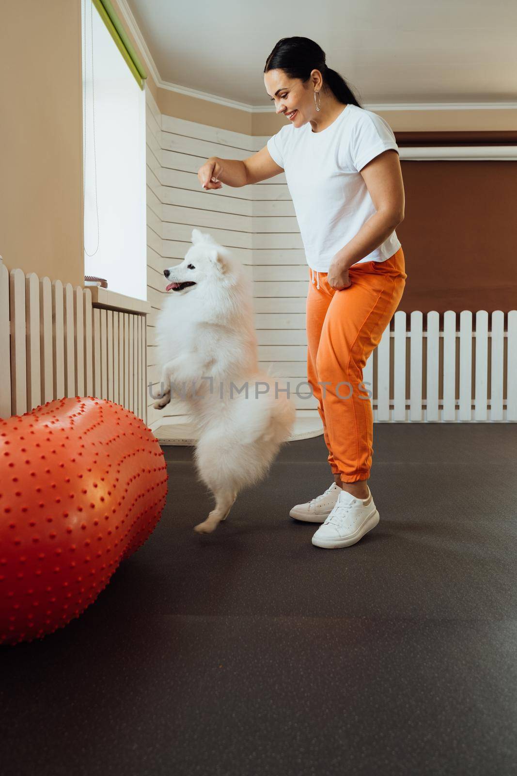 Snow-white dog breed Japanese Spitz training in pet house with trainer by Romvy