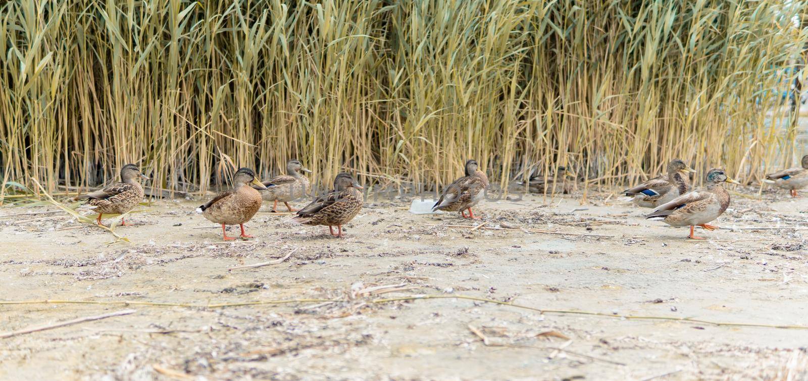 Ducks On The Beach 5 - In The Background Reeds. High quality photo