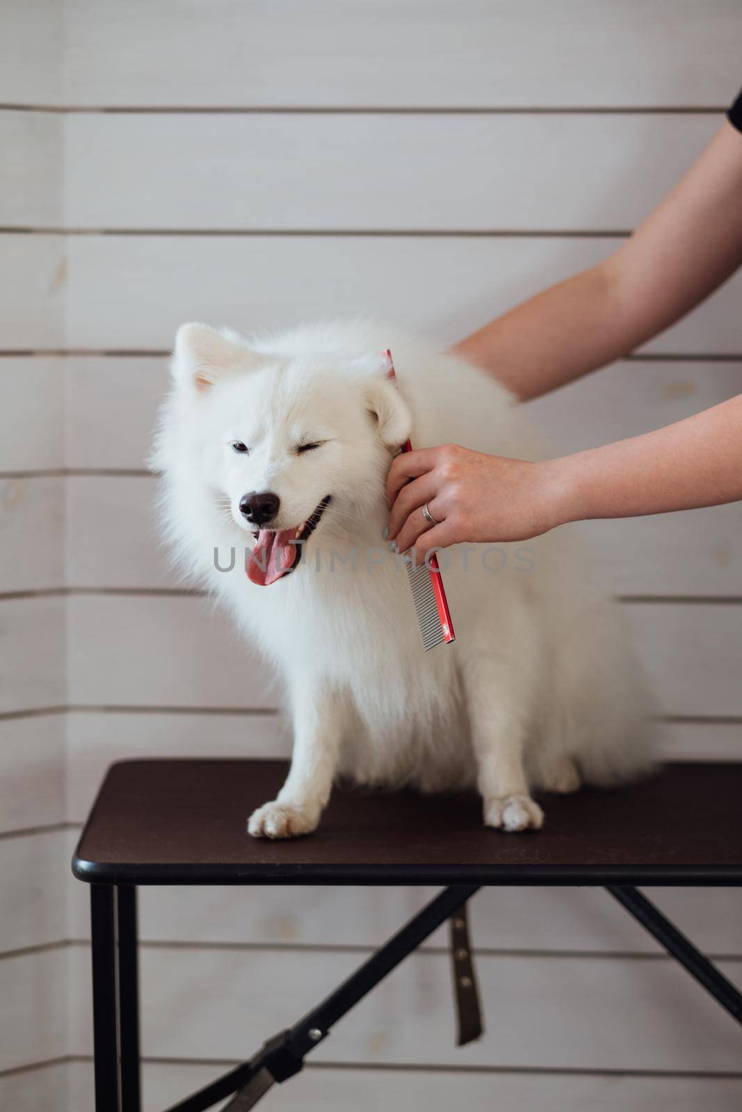 Snow-white dog Japanese Spitz breed is being prepared for the exhibition, the process of combing the dog in pet house by Romvy