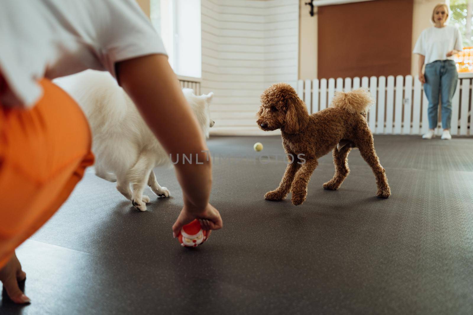 Brown Poodle and snow-white Japanese Spitz training together in pet house with dog trainer