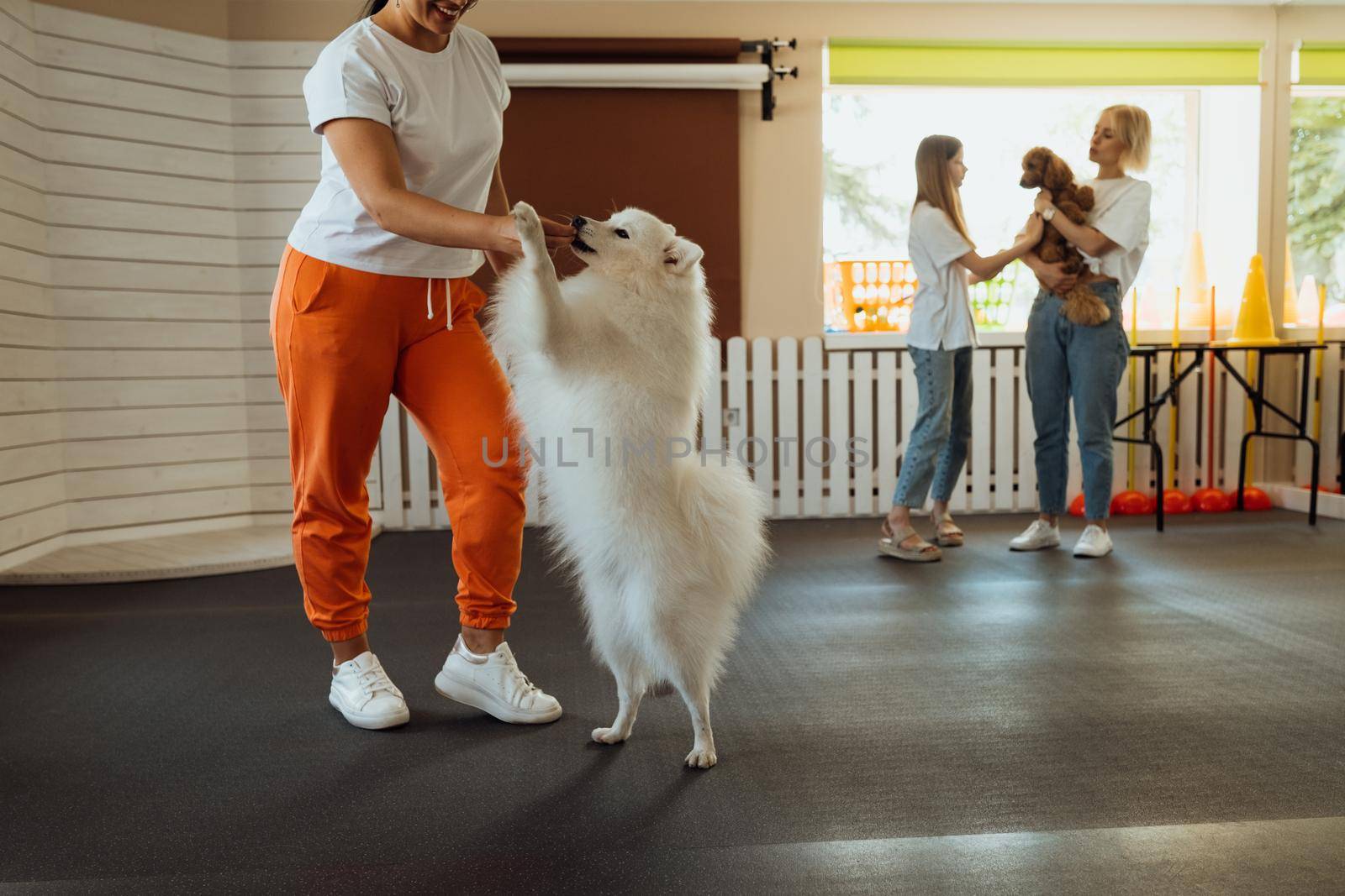 Dog trainer work with Japanese Spitz, people in pet house with Poodle