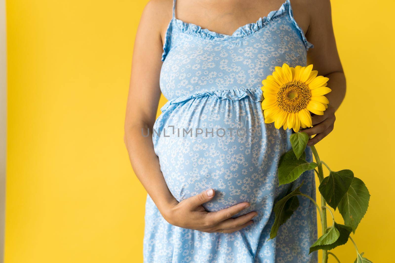 Motherhood, motherhood, femininity, hot summer, nature, people - croped portrait pregnant unrecognizable woman in floral blue dress hold big fresh live sunflower flower near belly on yellow background.