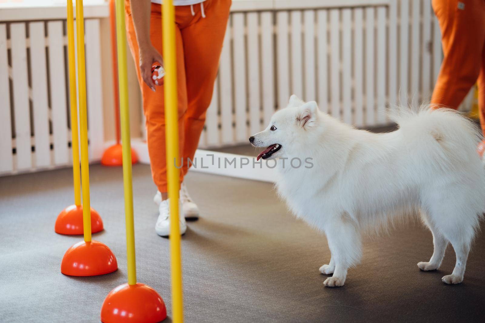 Snow-white dog breed Japanese Spitz training in pet house with trainer by Romvy