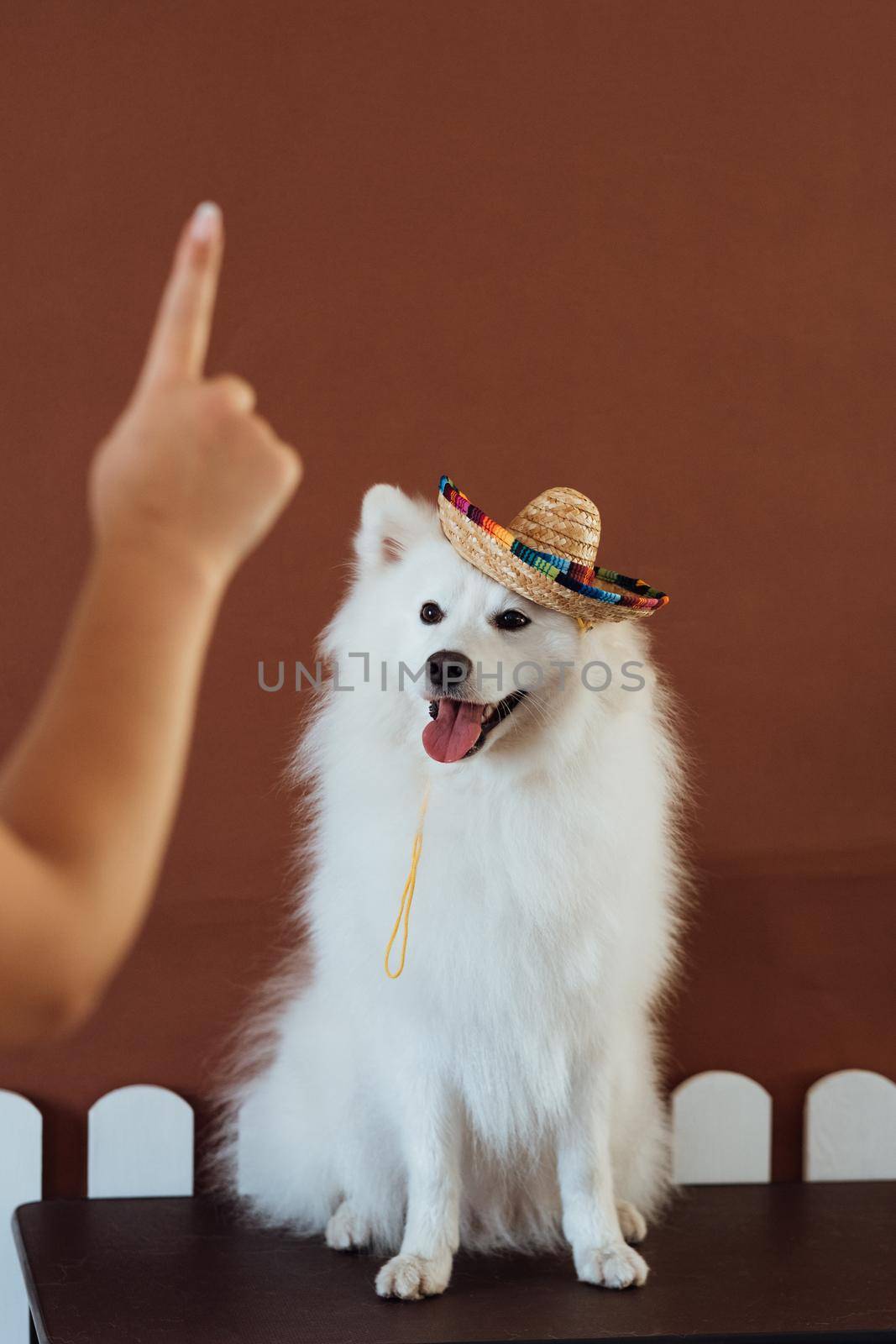 Dog breed Japanese spitz with sunglasses and sombrero posing for photography