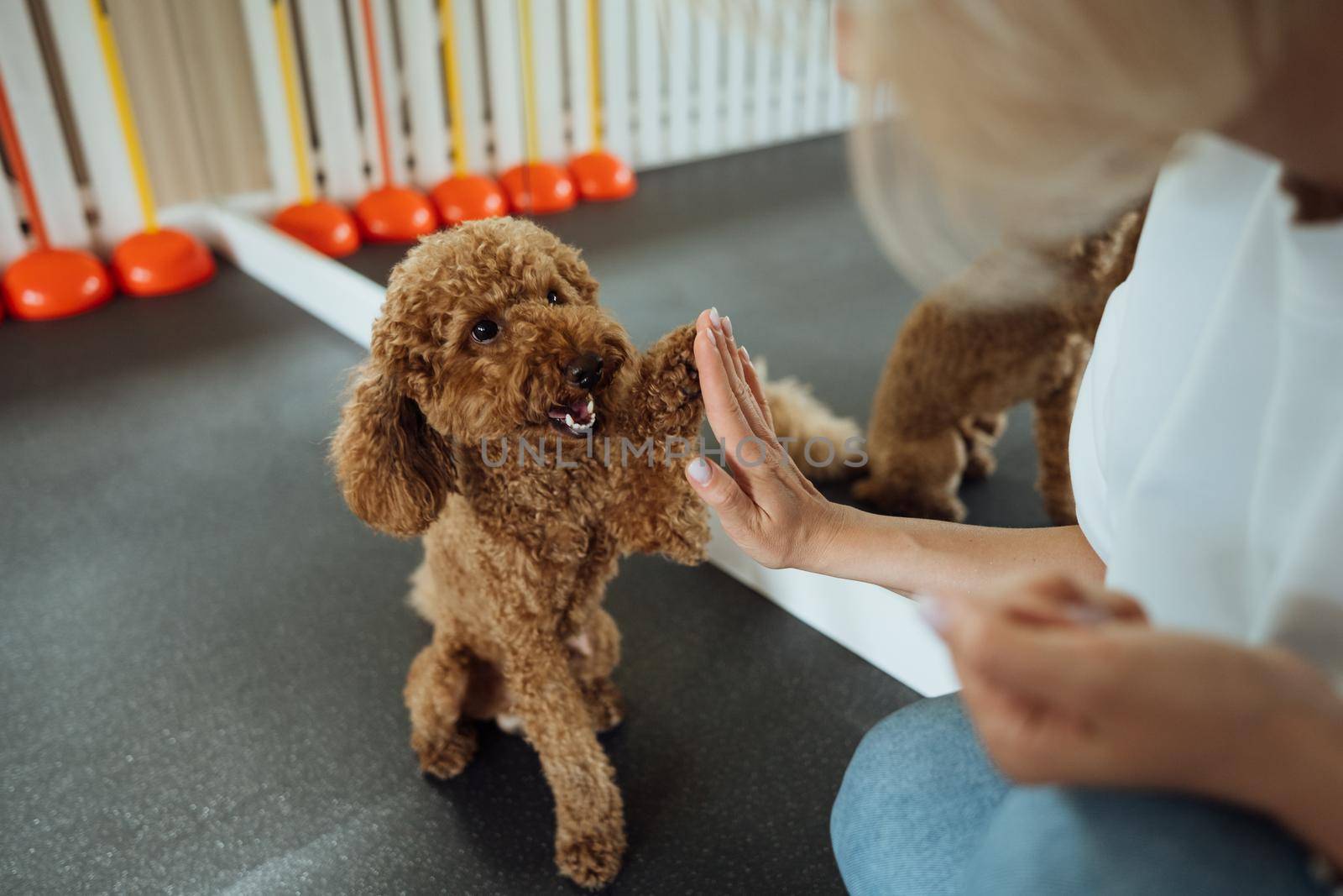 Little brown Poodle training in pet house with dog trainer by Romvy