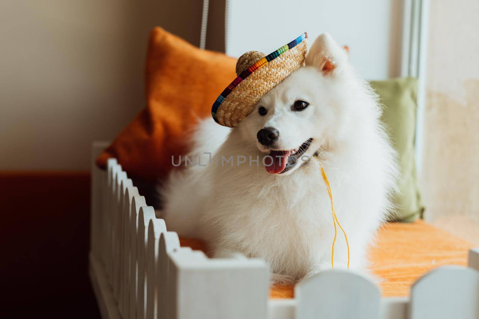 Snow-white dog breed Japanese spitz with sombrero posing for photography by Romvy
