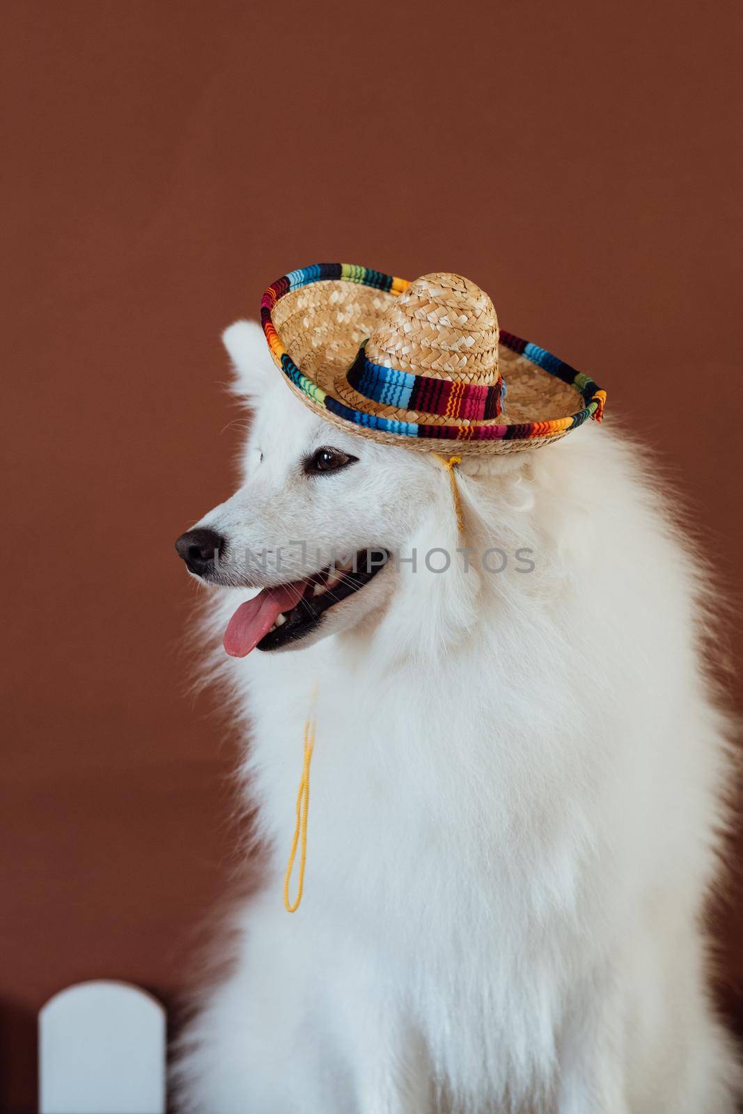 Snow-white dog breed Japanese spitz with sombrero posing for photography by Romvy