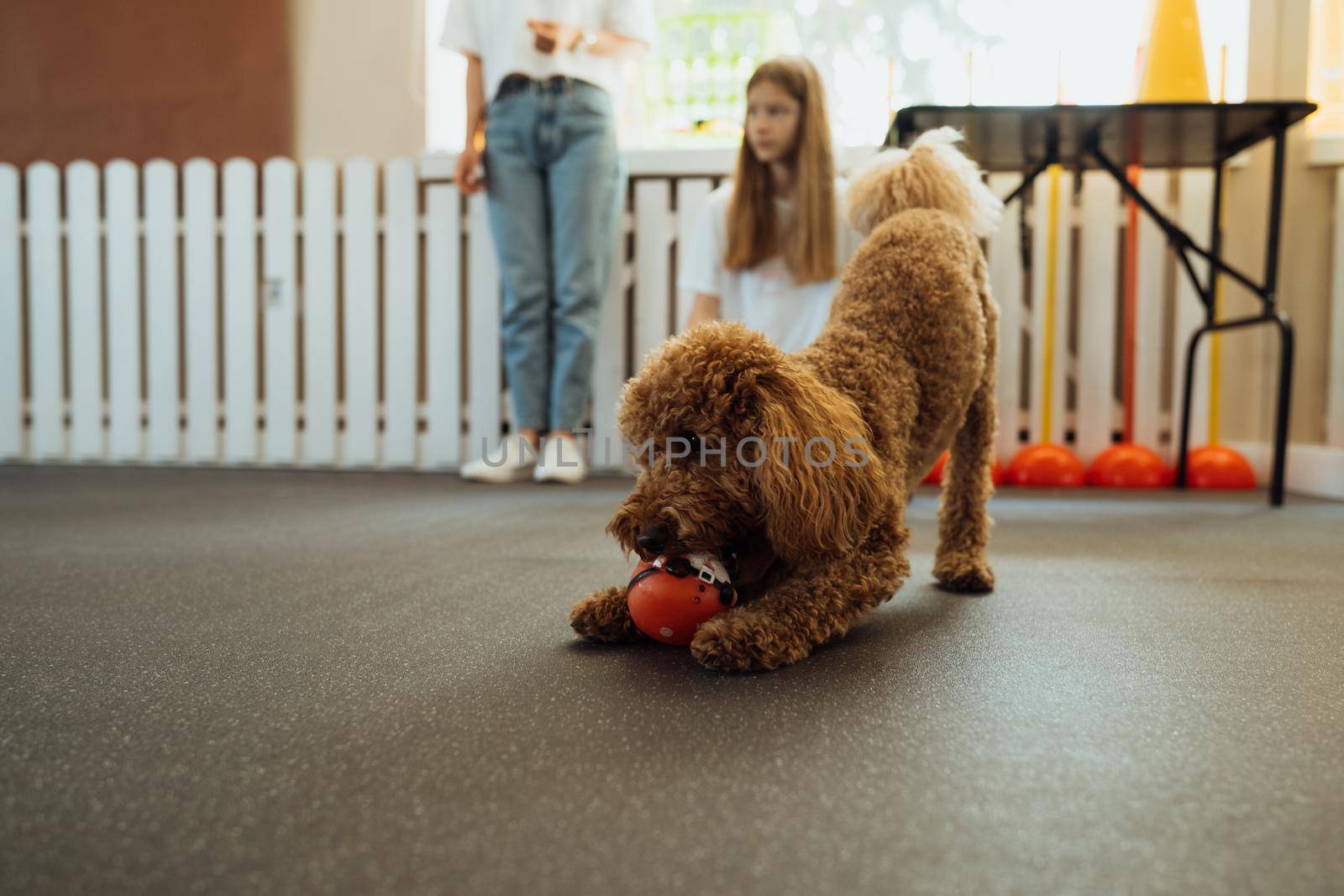 Brown Poodle training in pet house with dog trainer