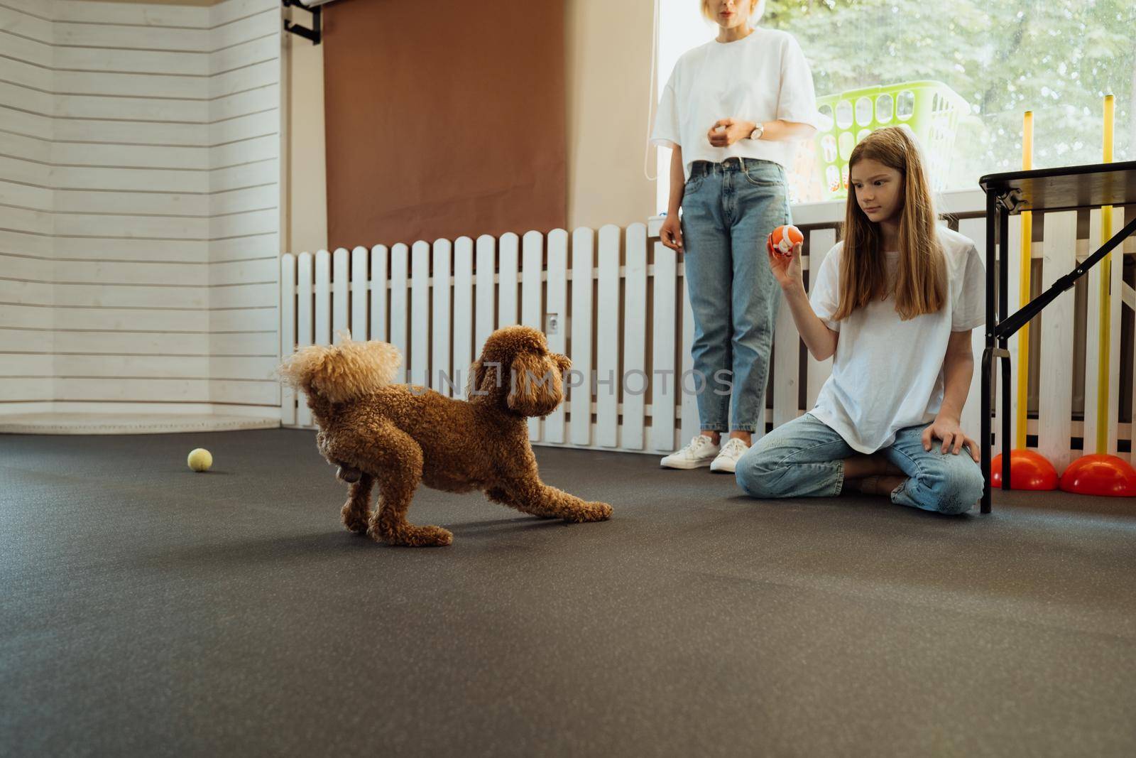 Brown Poodle training in pet house with dog trainer