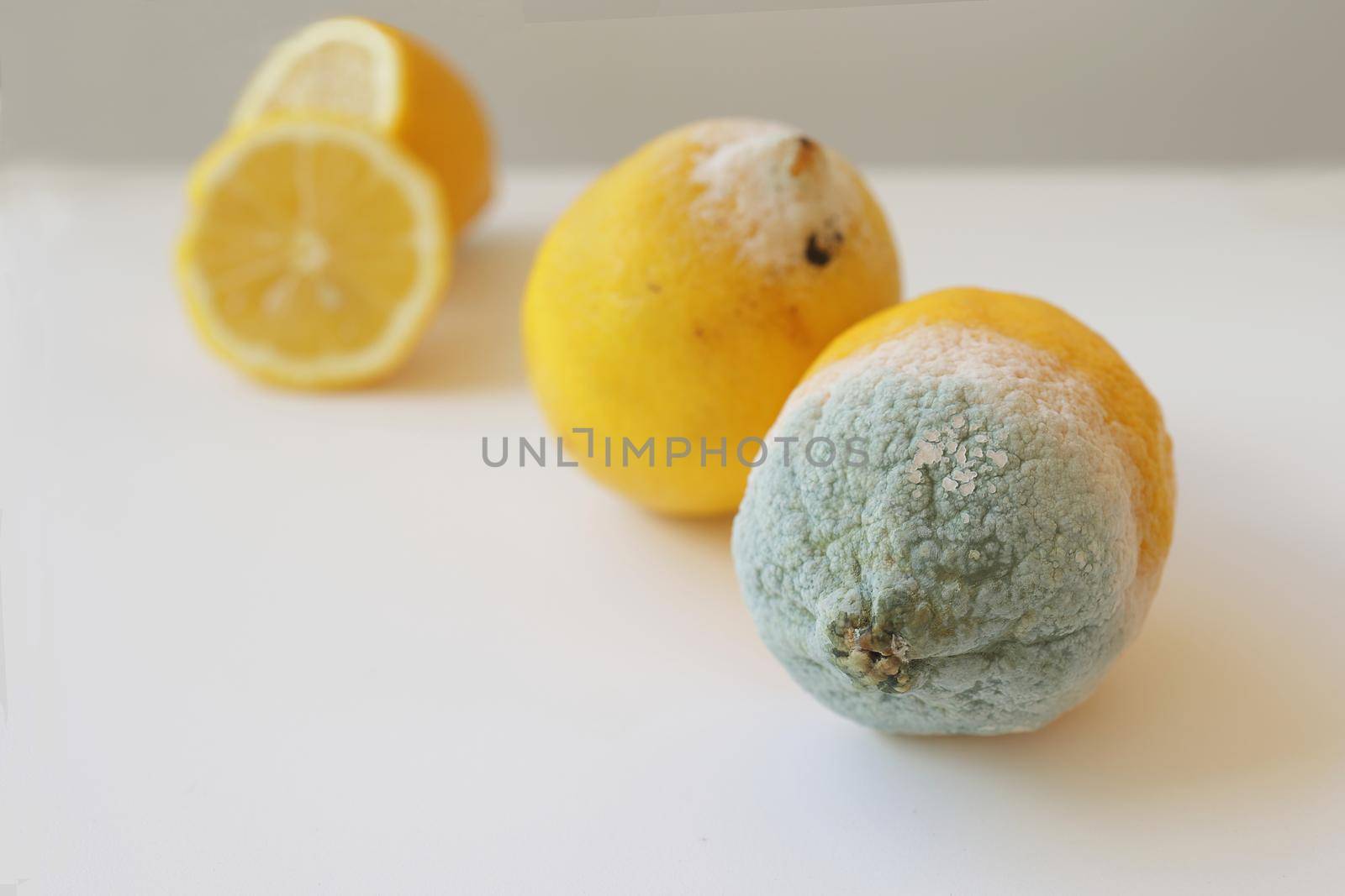 Two moldy lemons in varying degrees of spoilage. Lemons with mold and fresh lemon on a white background. Moldy lemon. Green moldy lemon. Spoiled lemon with mold. Selective focus by Proxima13