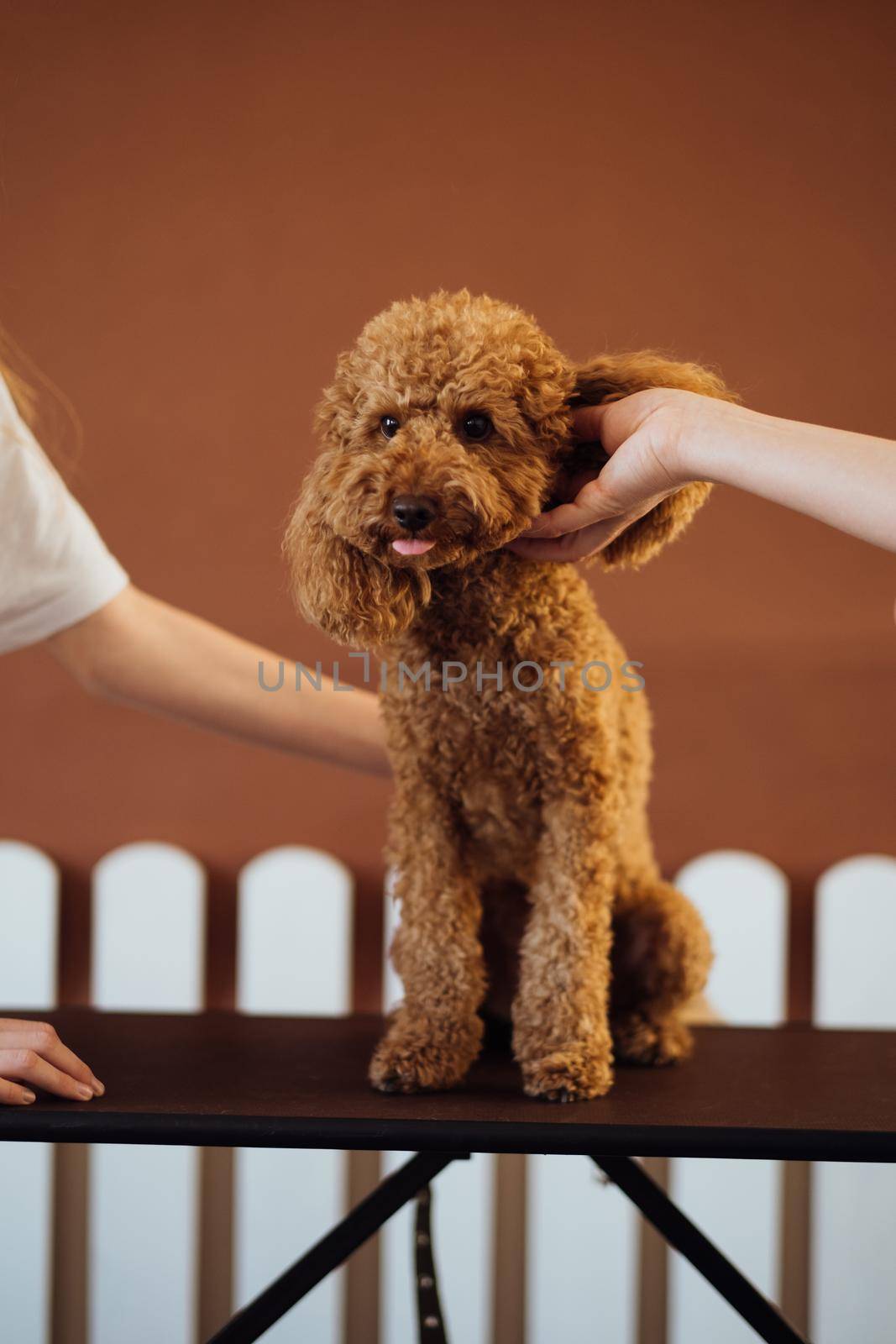 Brown Poodle in pet house with dog trainer