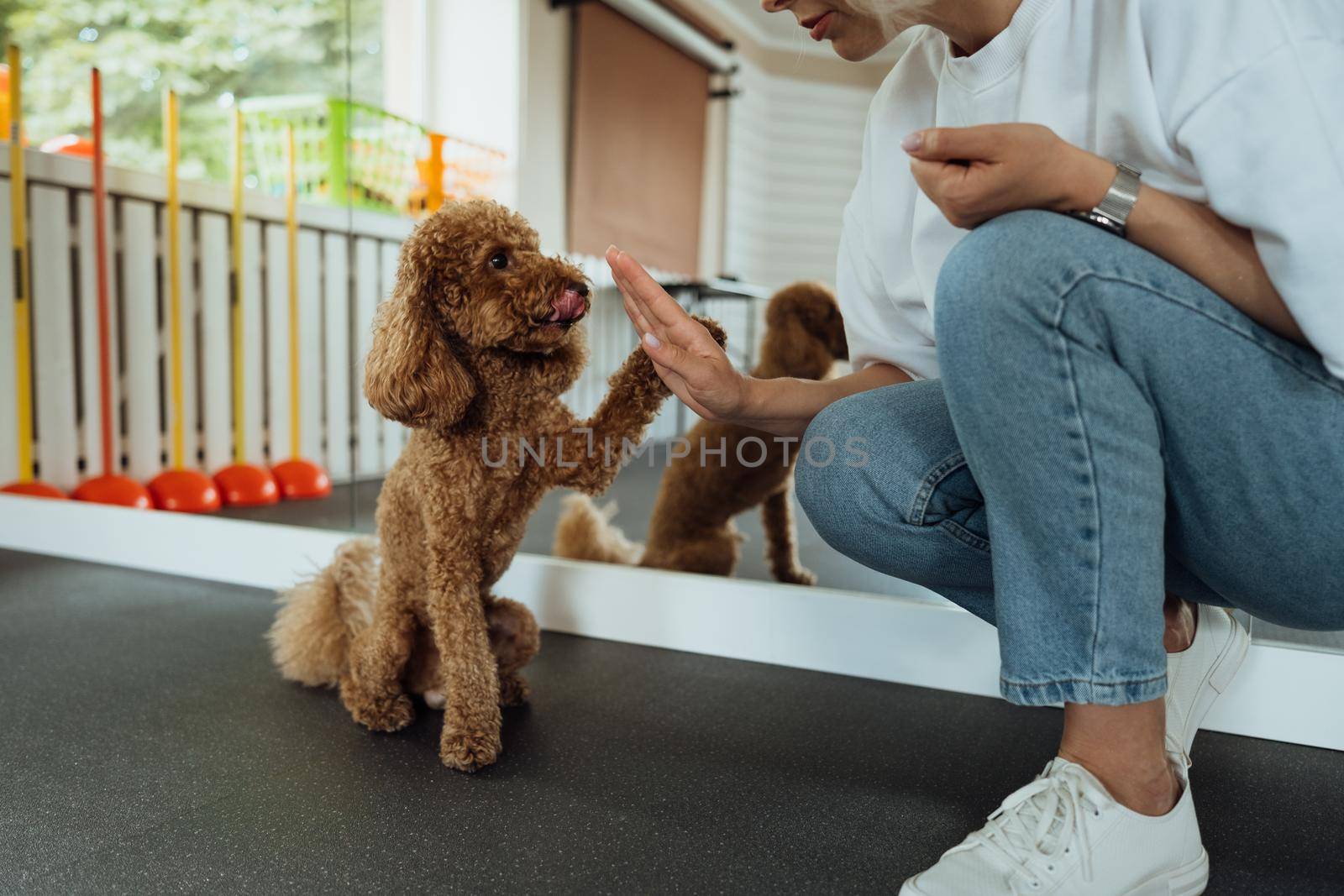 Brown Poodle training in pet house with dog trainer