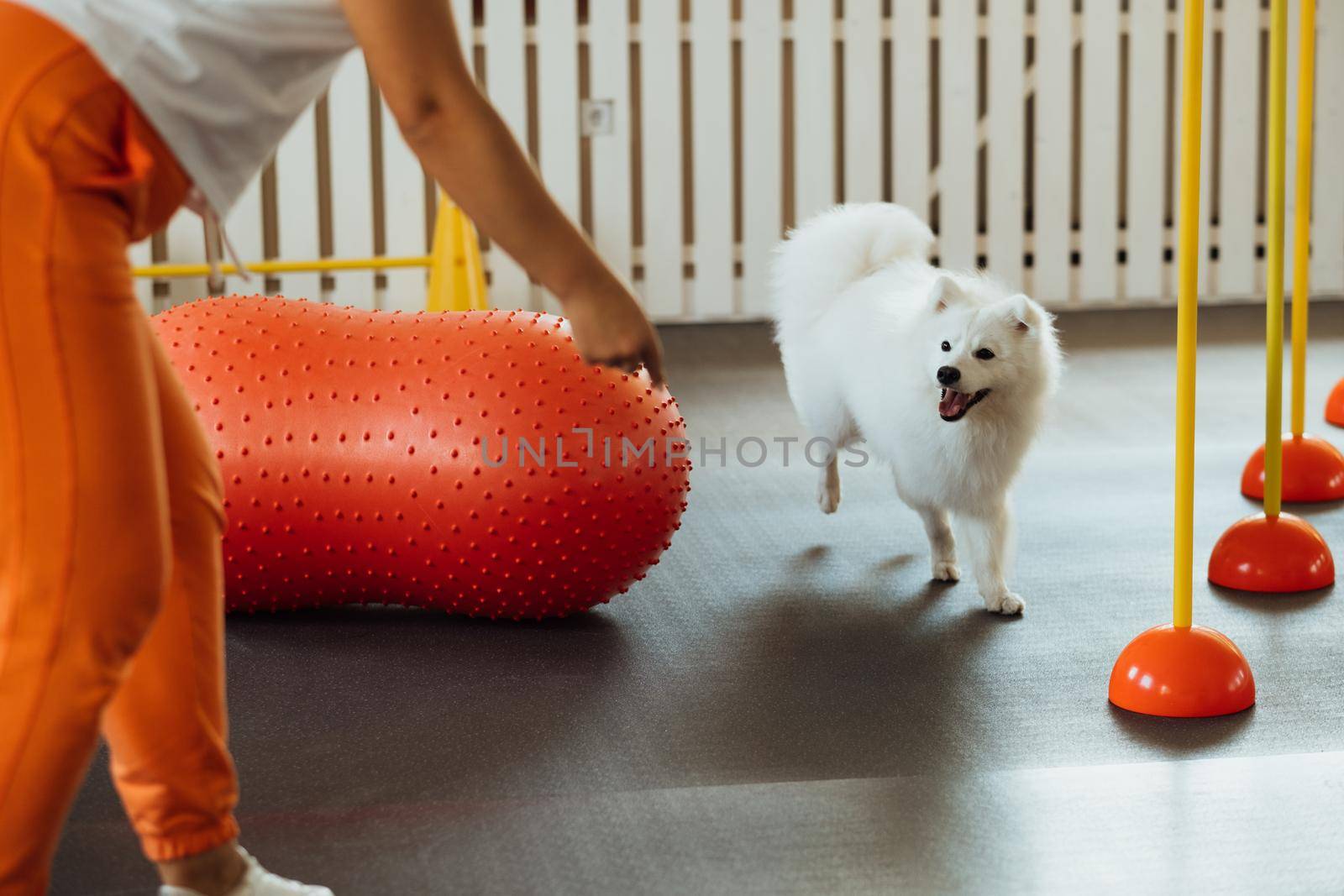 Snow-white dog Japanese Spitz training in pet house with trainer