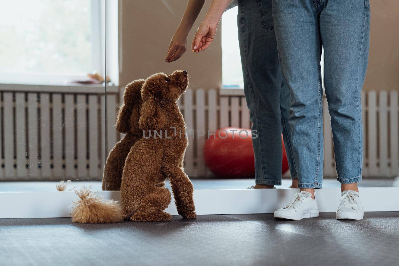Little brown Poodle training in pet house with dog trainer by Romvy
