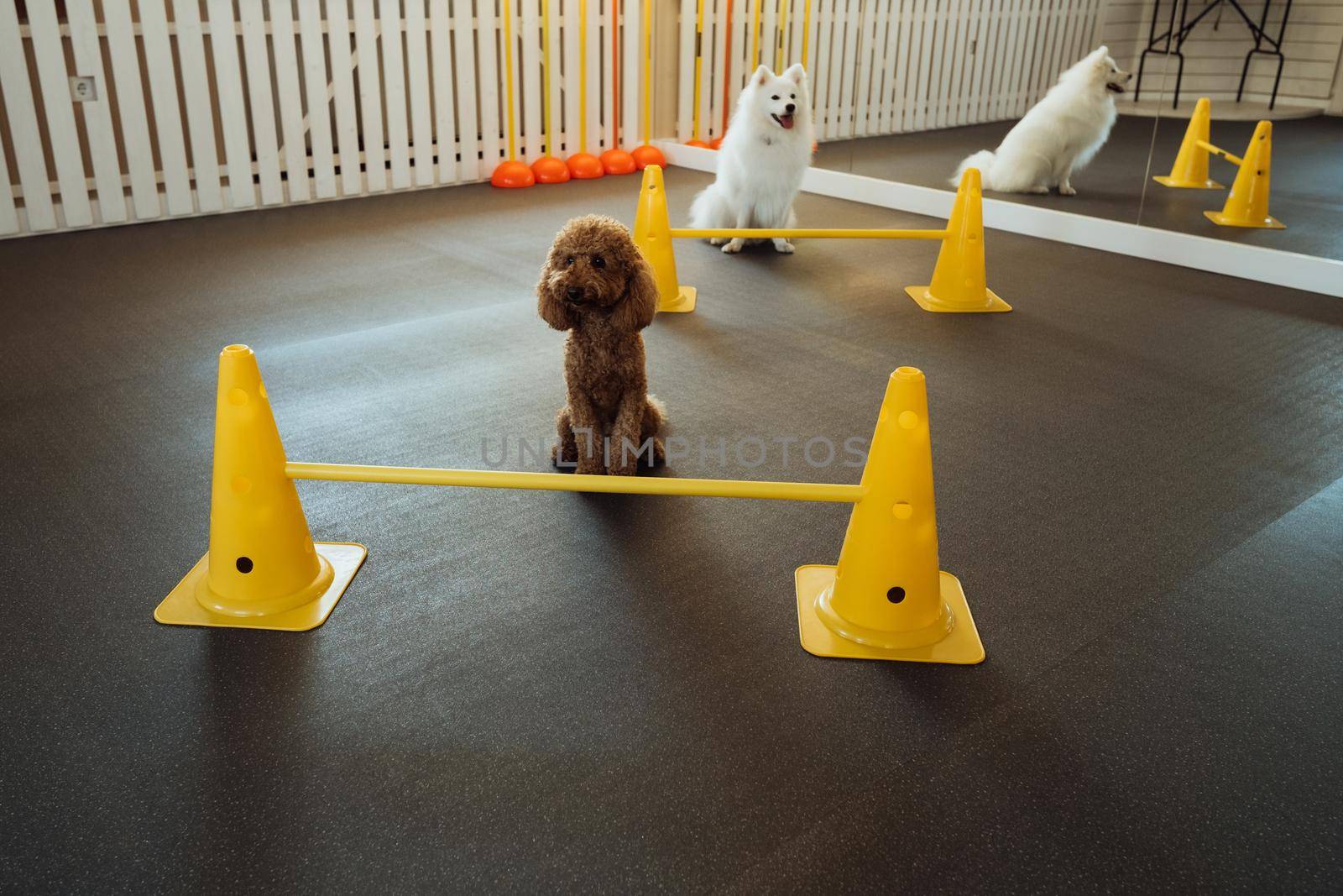 Little brown Poodle and snow-white Japanese Spitz training together in pet house