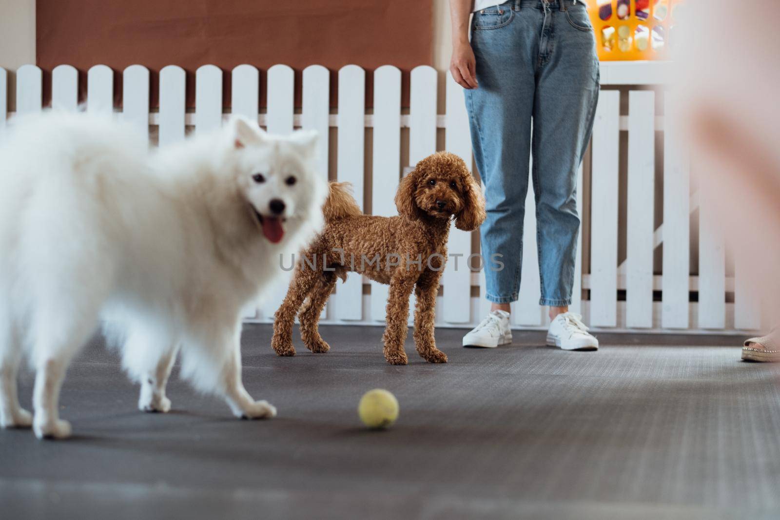 Little brown Poodle and snow-white Japanese Spitz training together in pet house with dog trainer by Romvy