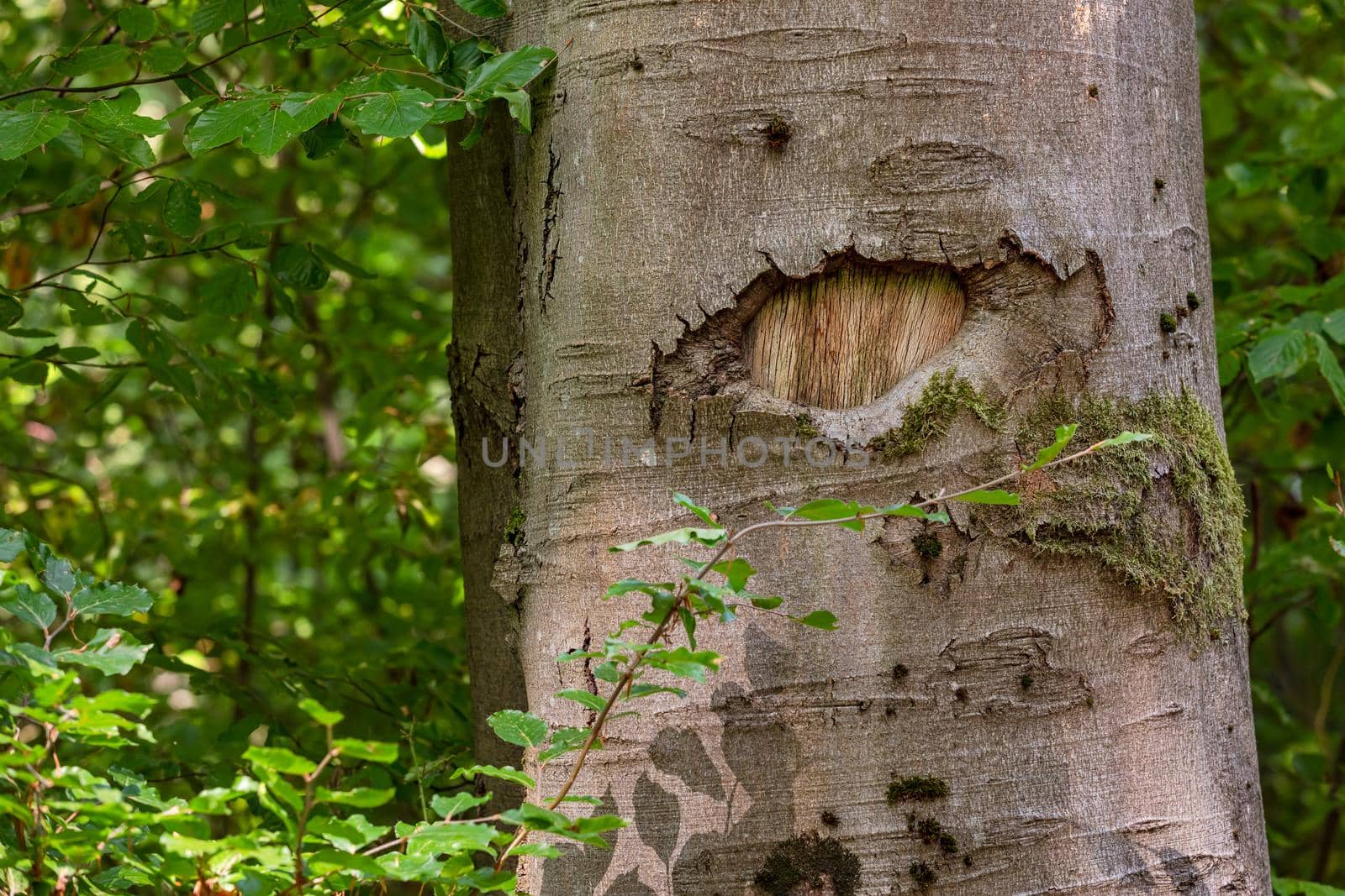 The wound of a broken branch looks like a tree eye